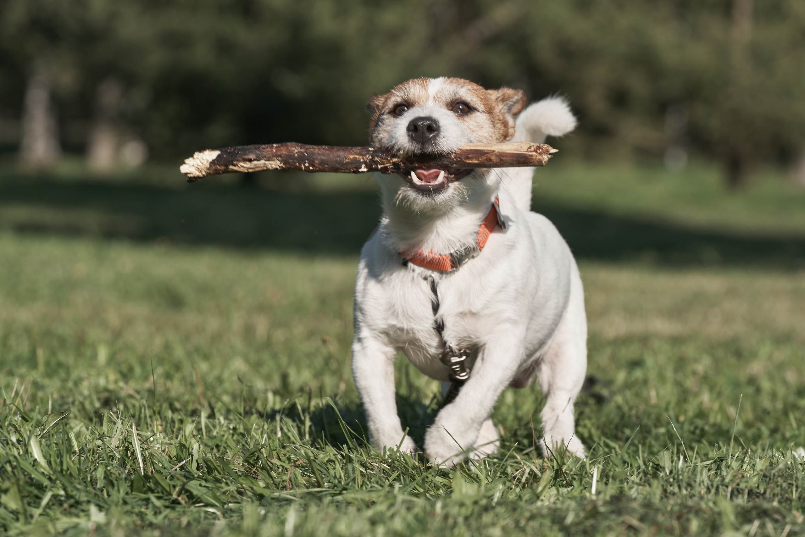 Jack Russell Terrier