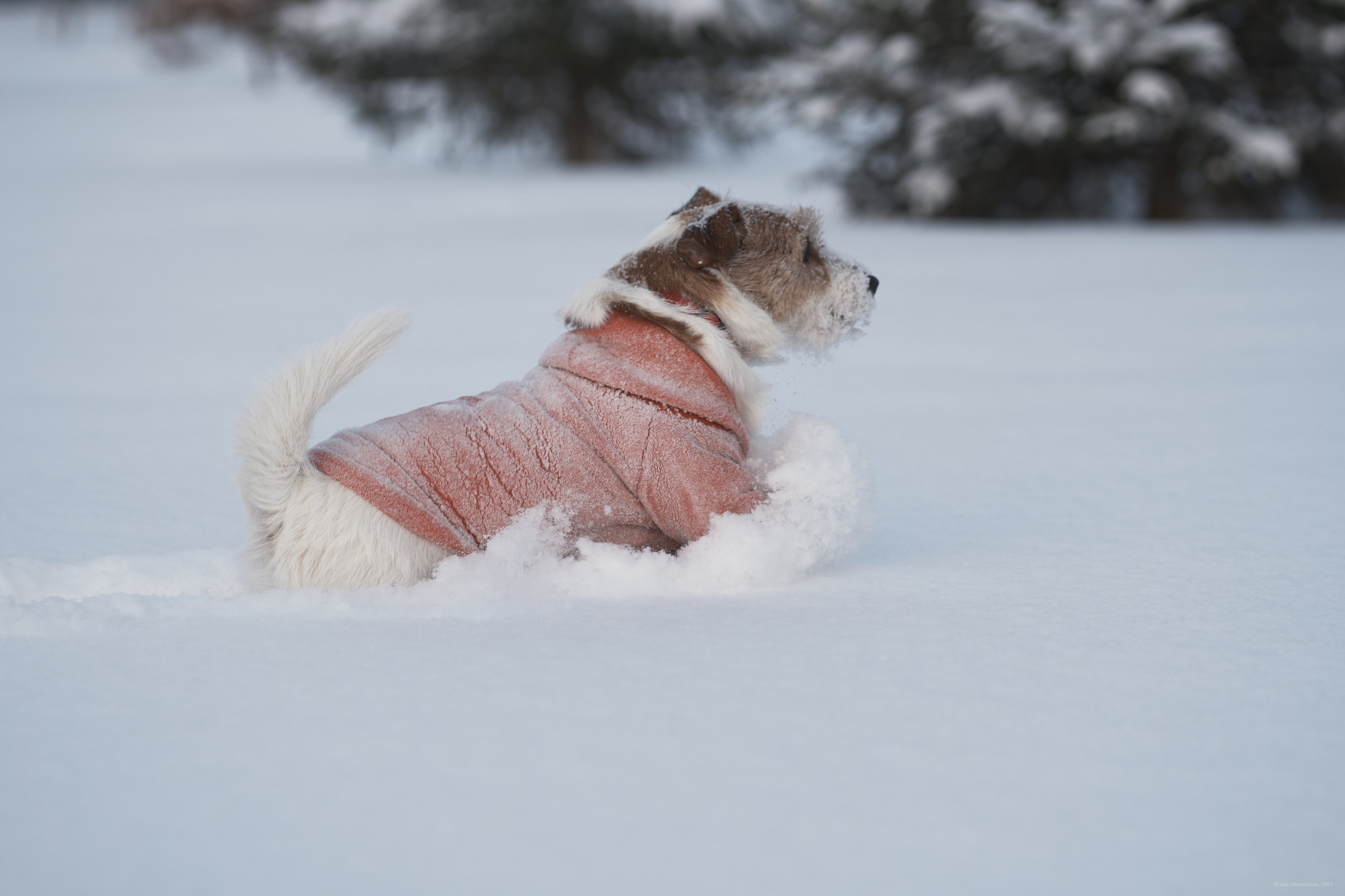 Jack Russell Terrier