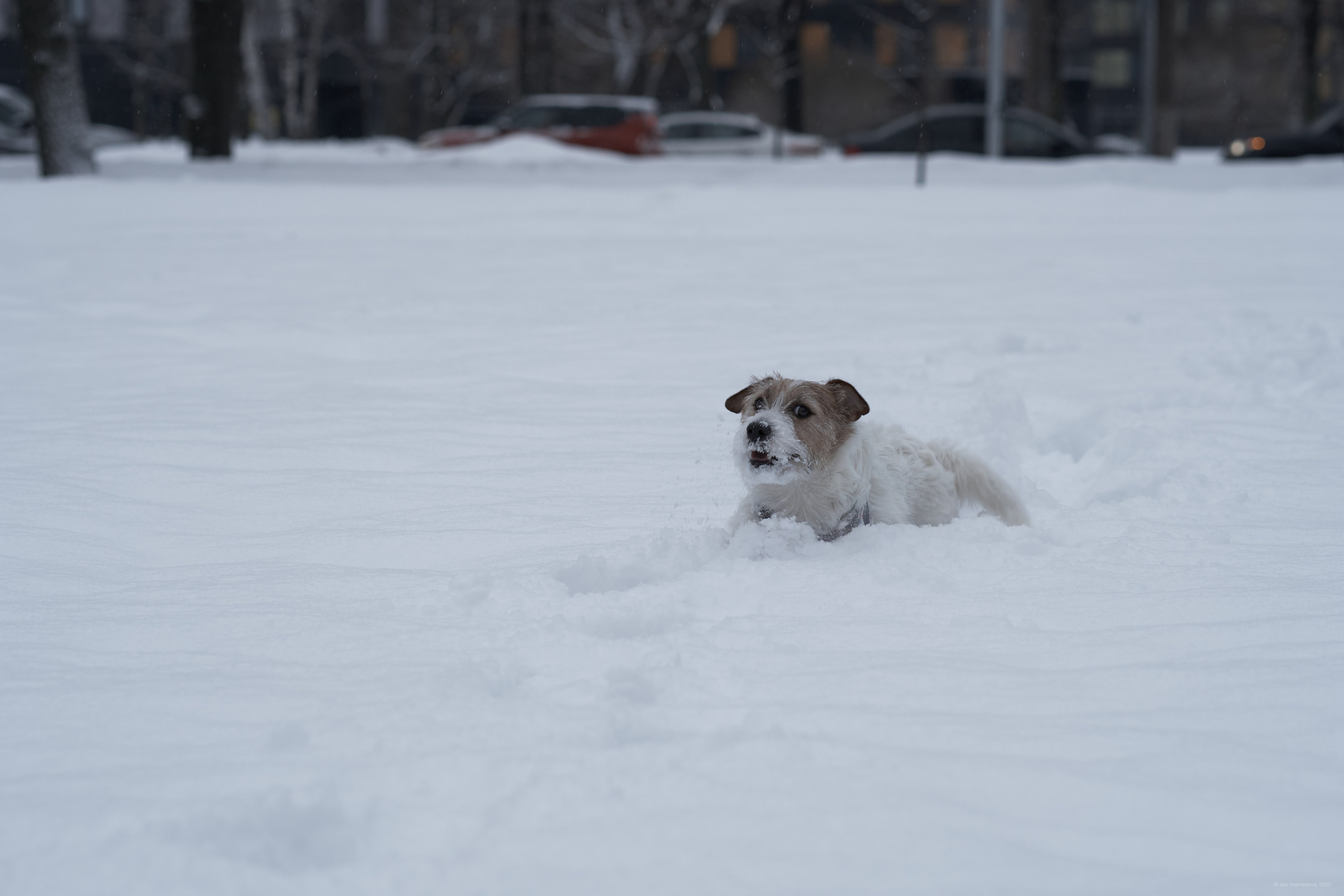 Jack Russell Terrier