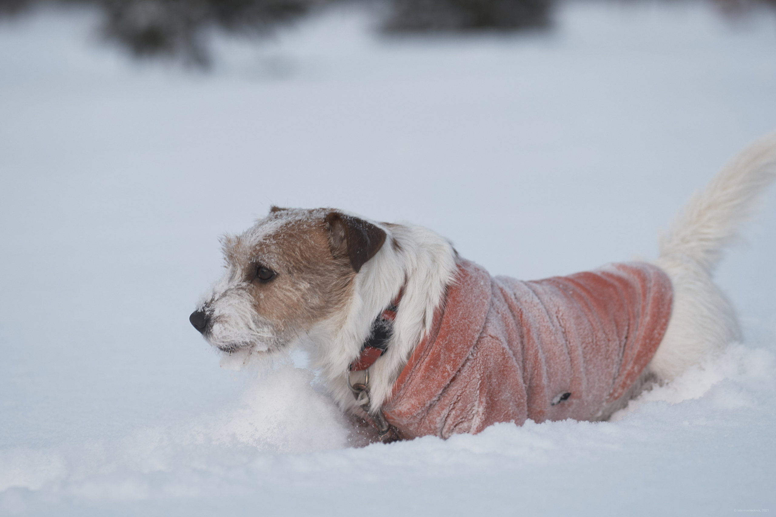 Jack Russell Terrier