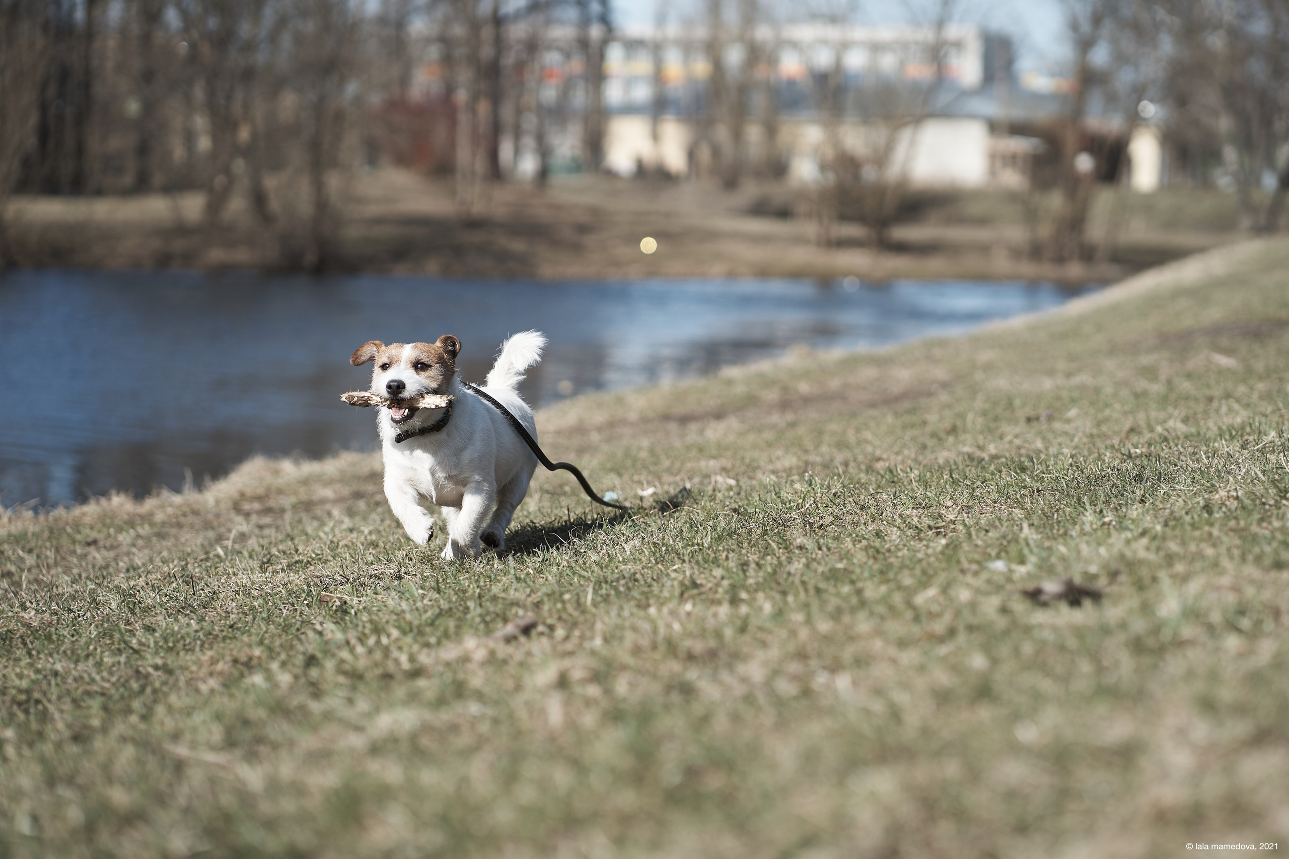 Jack Russell Terrier