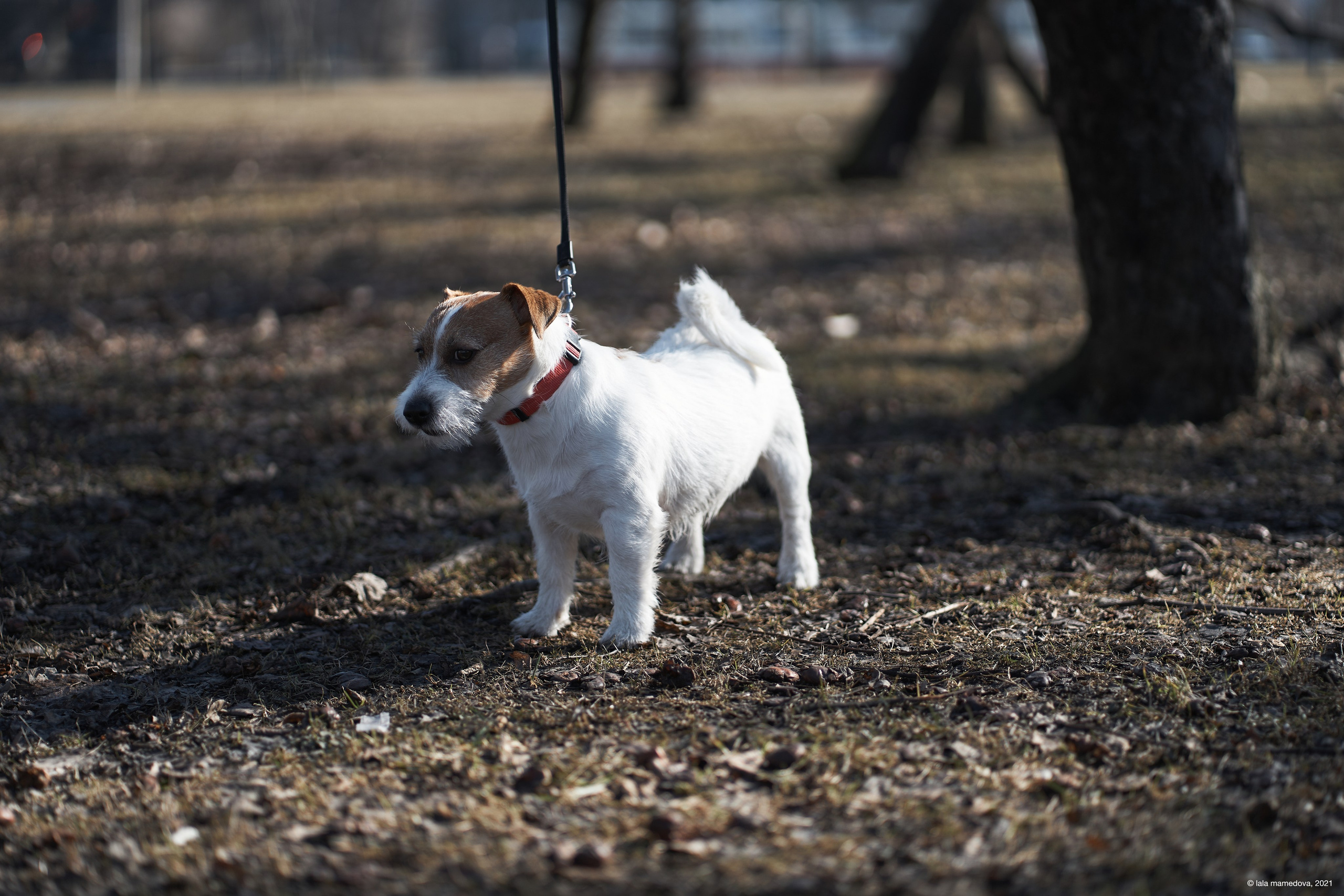 Jack Russell Terrier