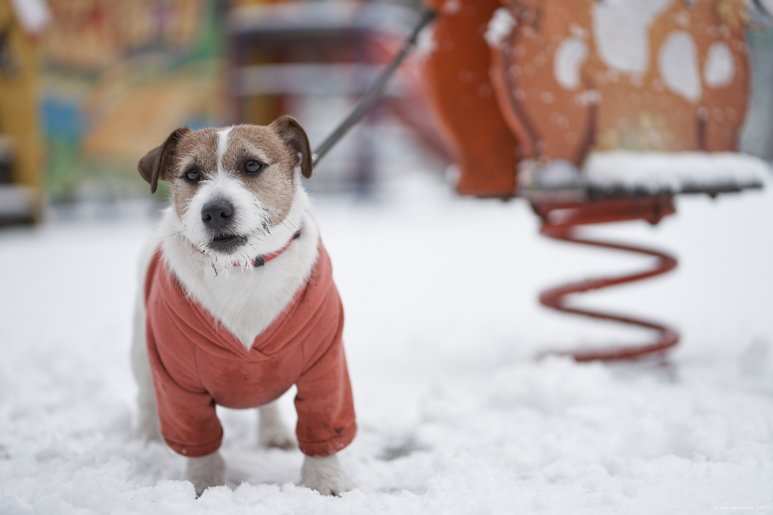 Jack Russell Terrier