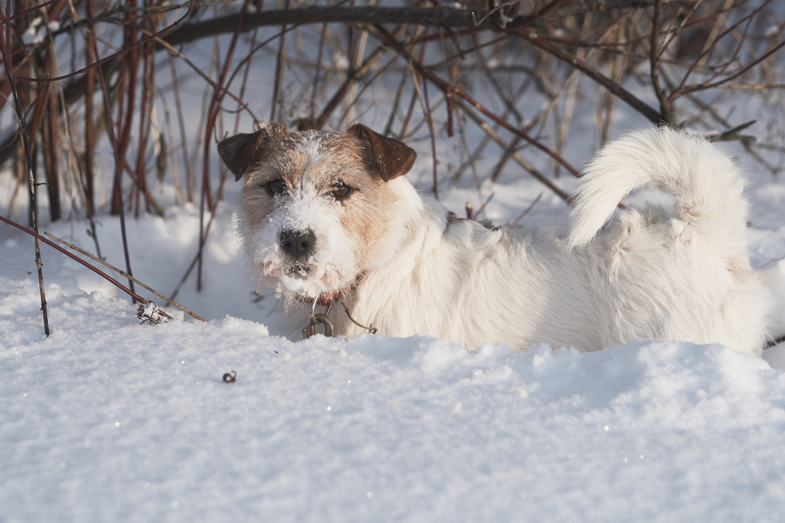 Jack Russell Terrier