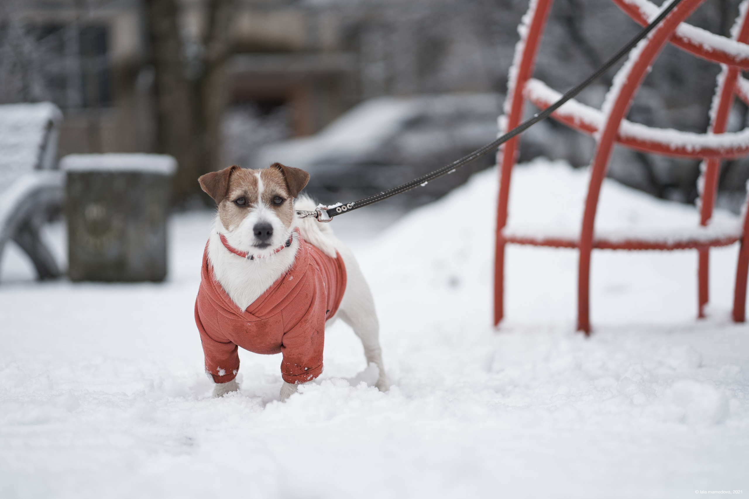 Jack Russell Terrier