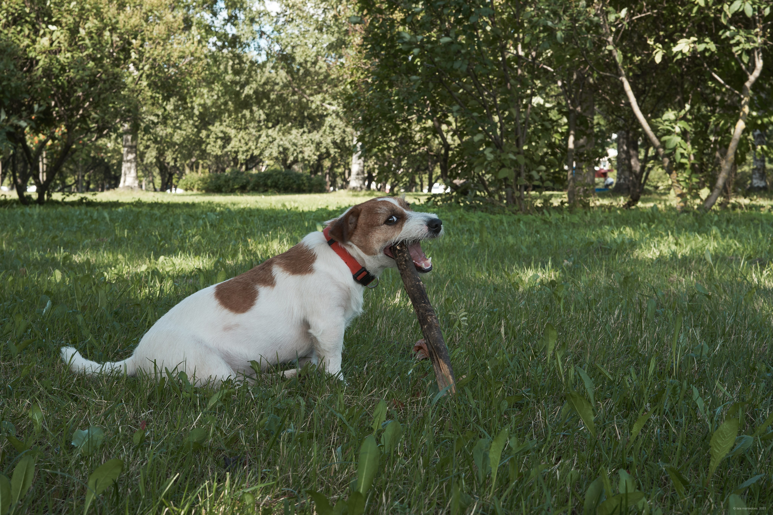 Jack Russell Terrier