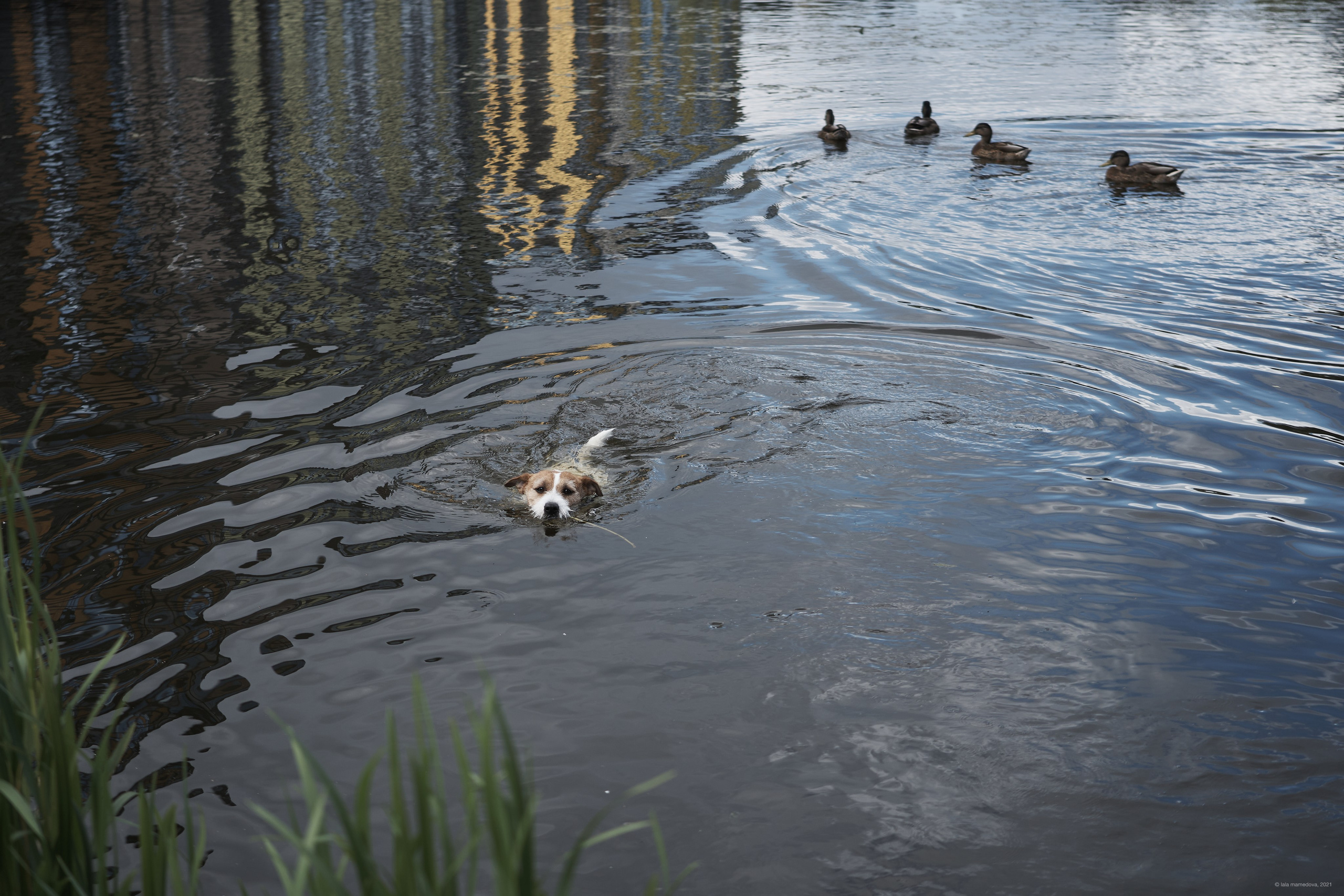 Jack Russell Terrier