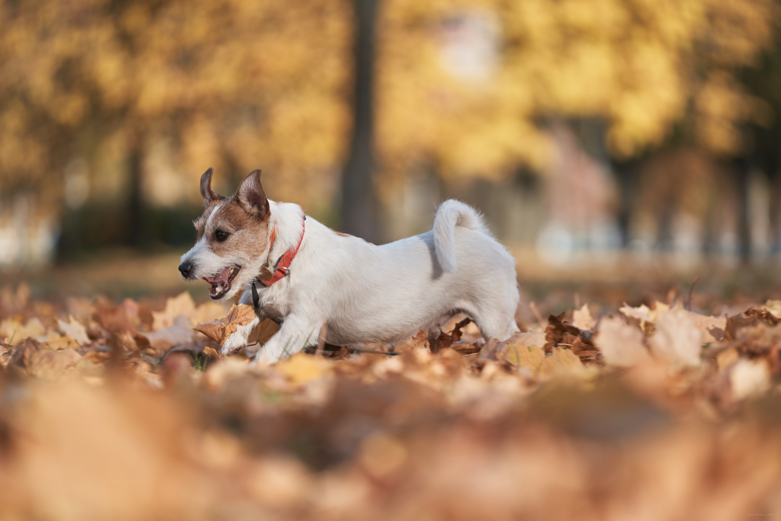 Jack Russell Terrier