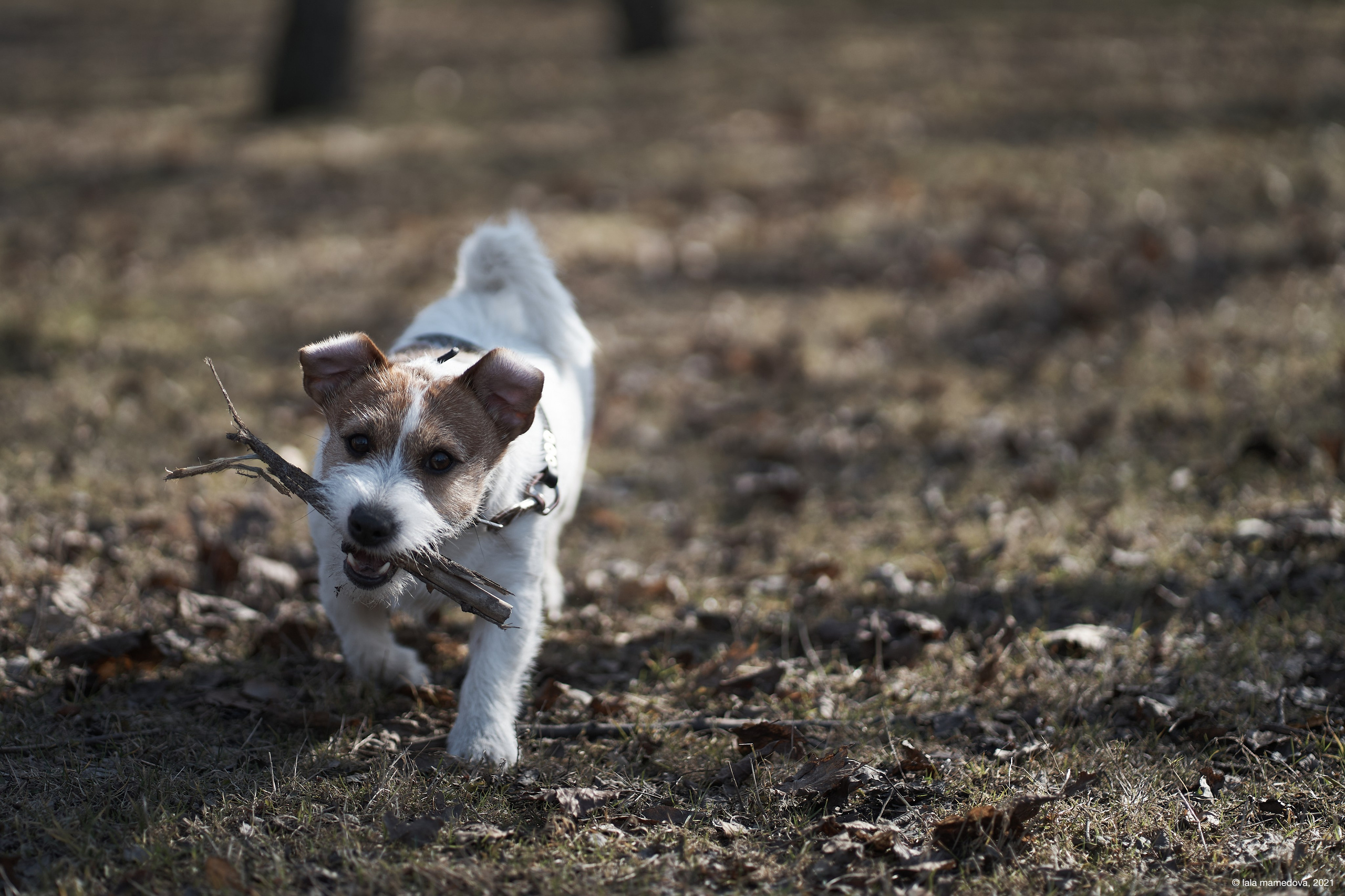 Jack Russell Terrier