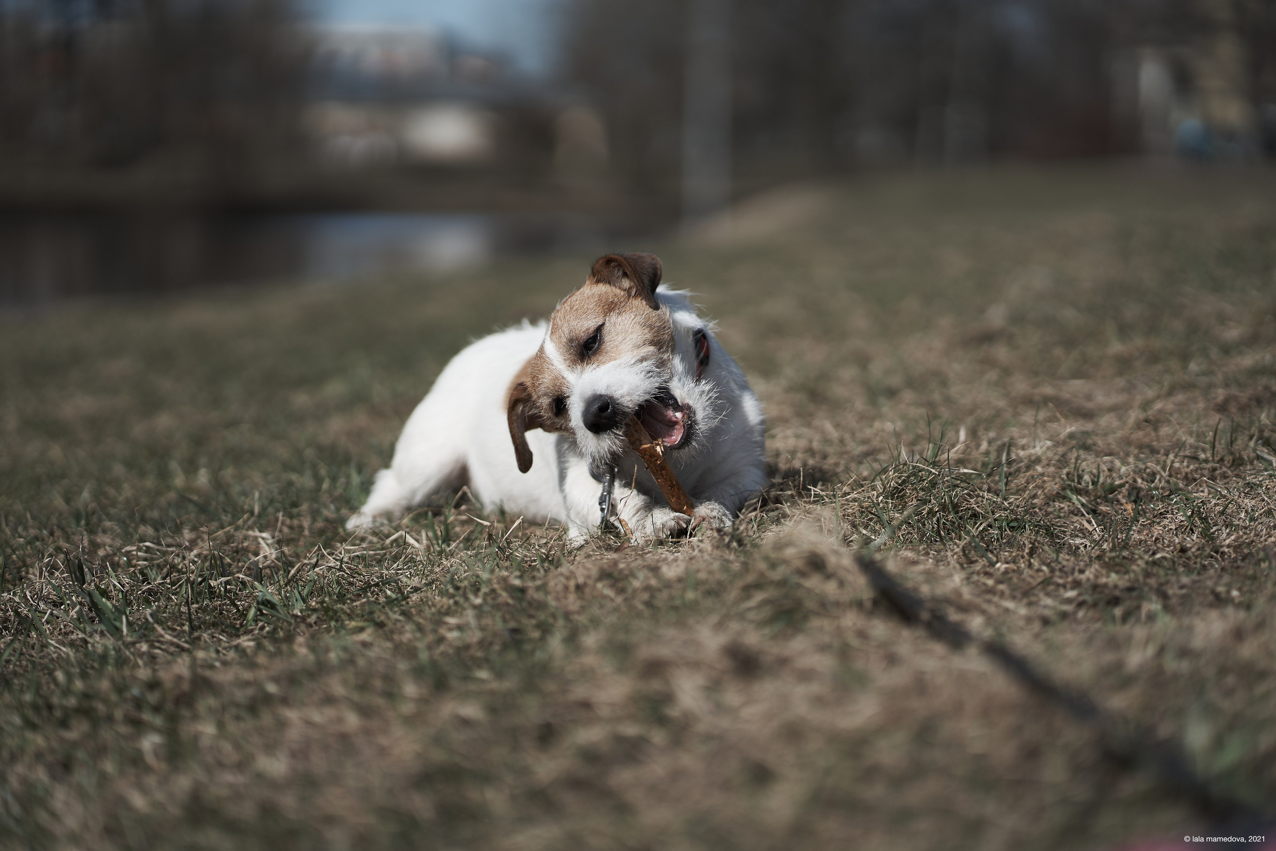 Jack Russell Terrier