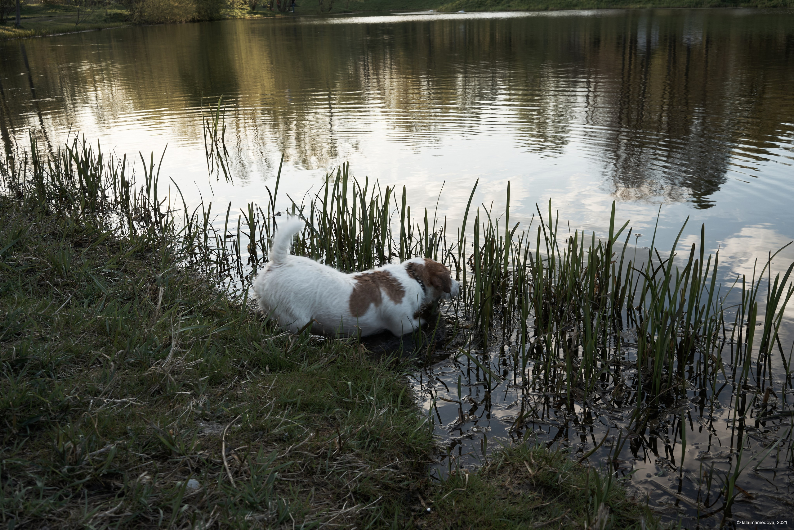 Jack Russell Terrier