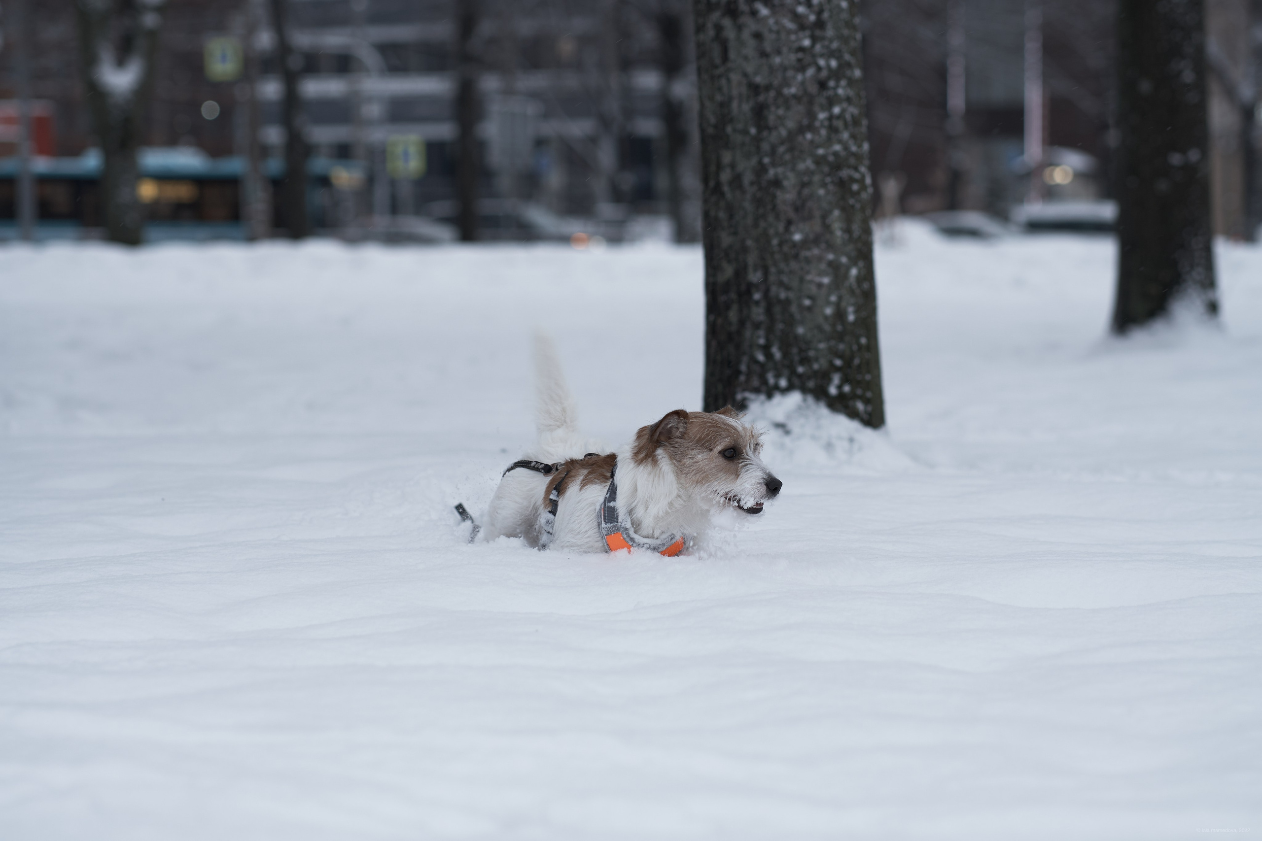 Jack Russell Terrier