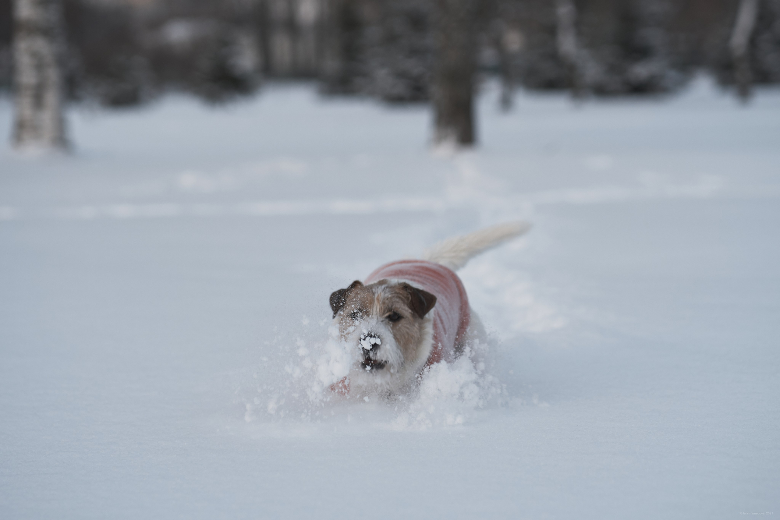 Jack Russell Terrier