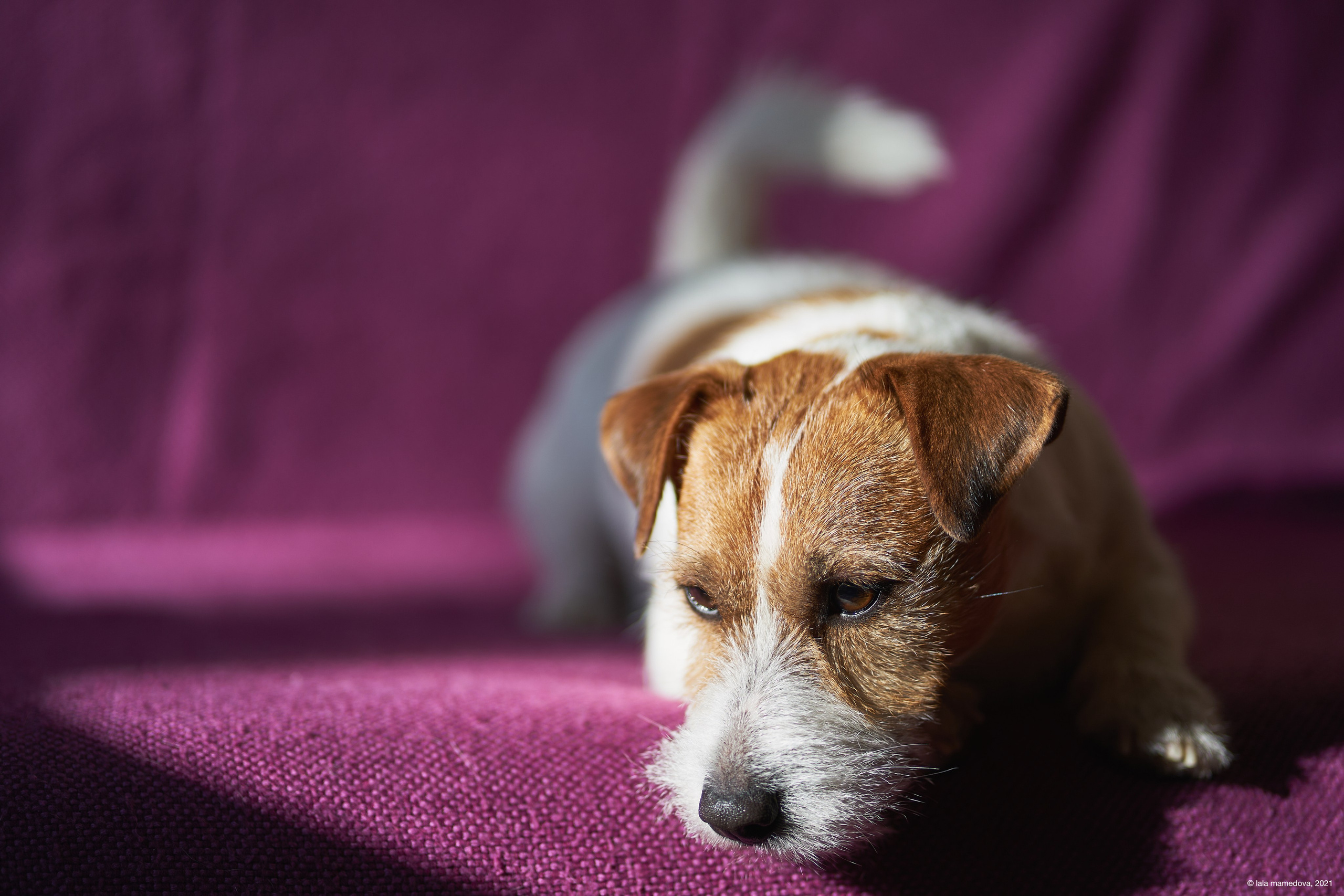 Jack Russell Terrier
