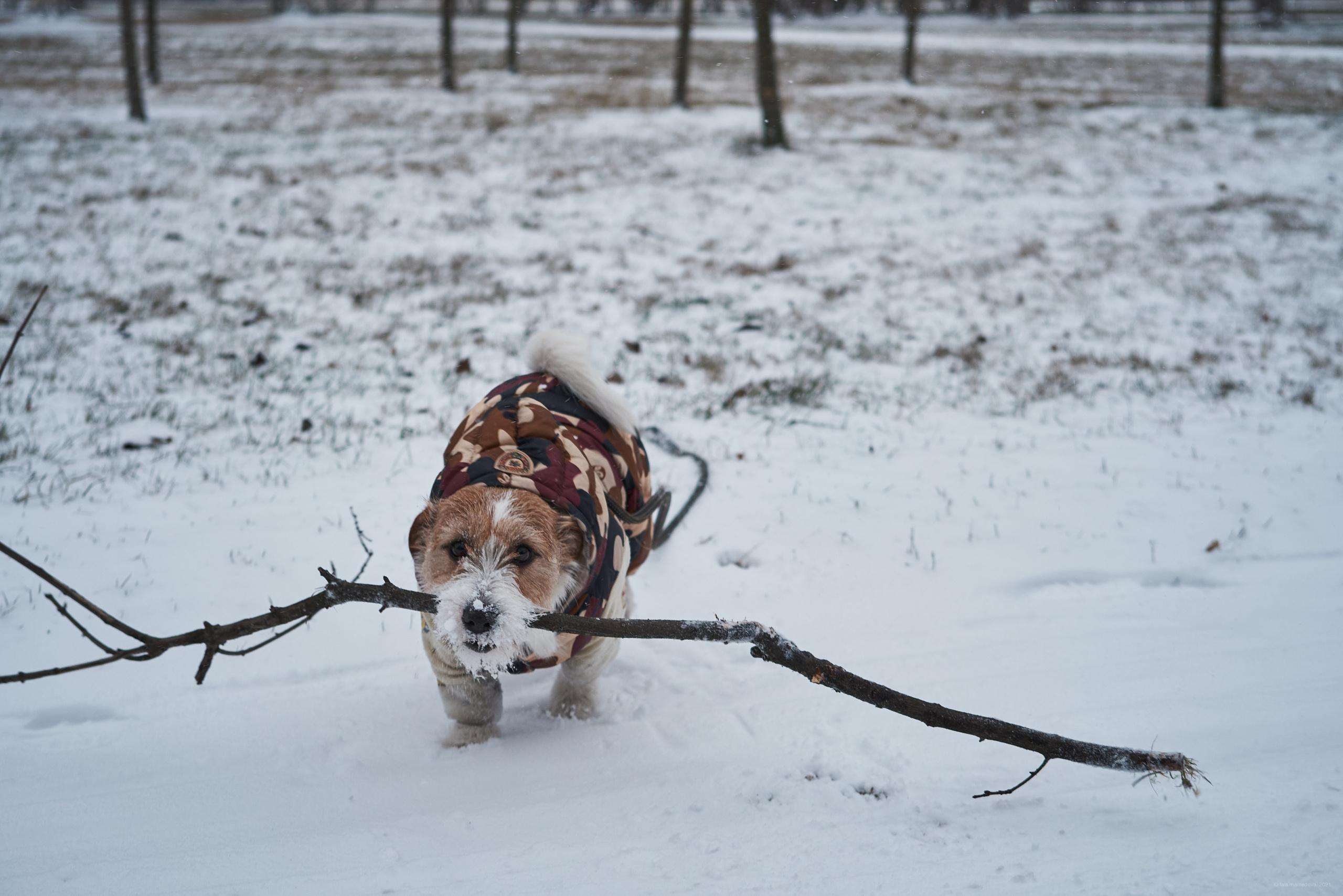 Jack Russell Terrier