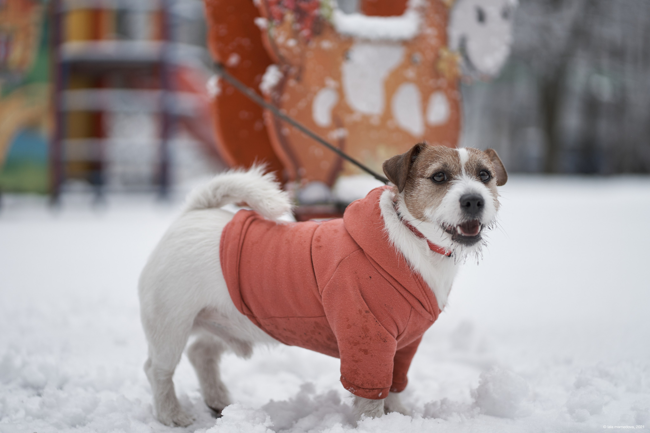 Jack Russell Terrier