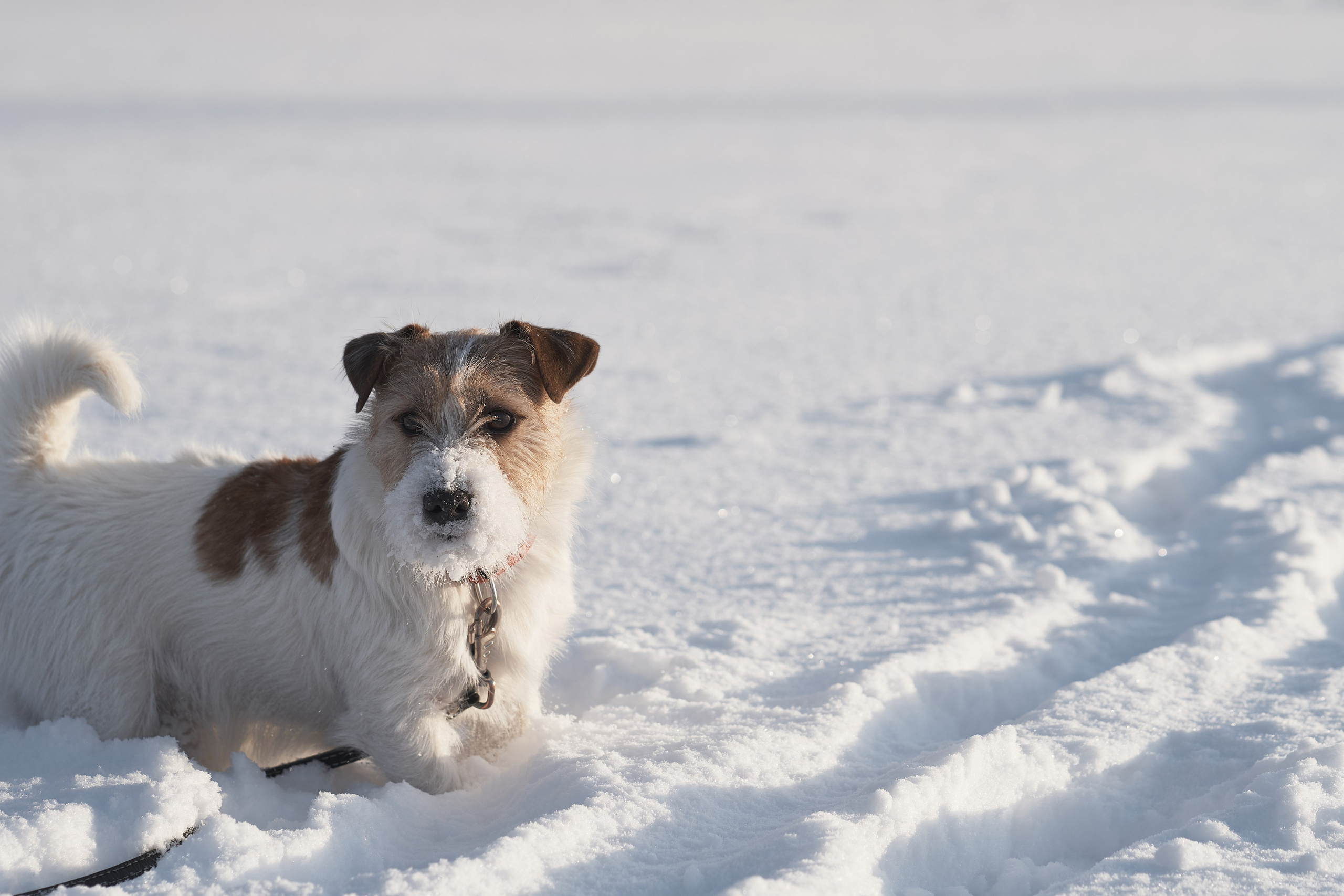 Jack Russell Terrier