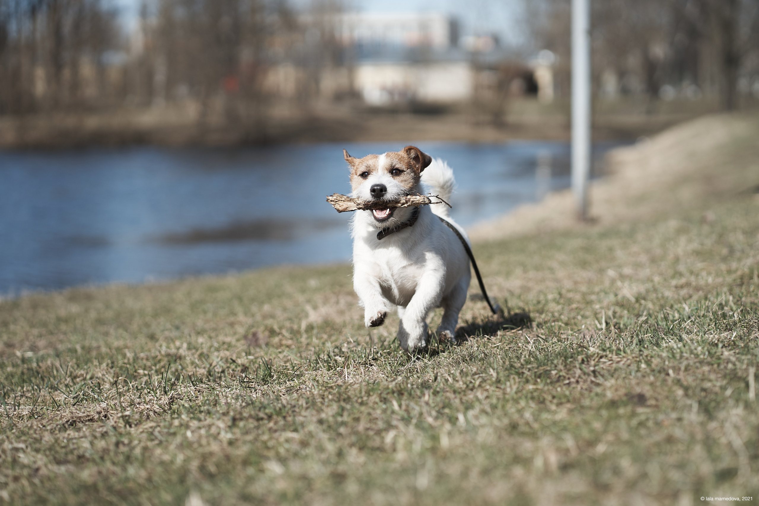 Jack Russell Terrier