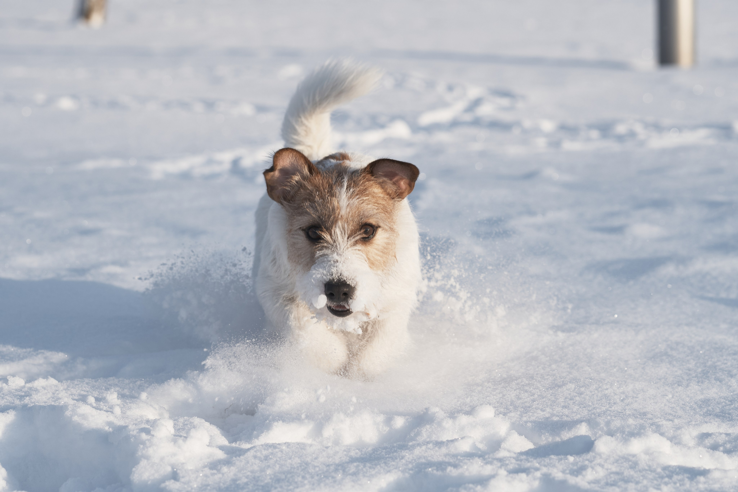 Jack Russell Terrier
