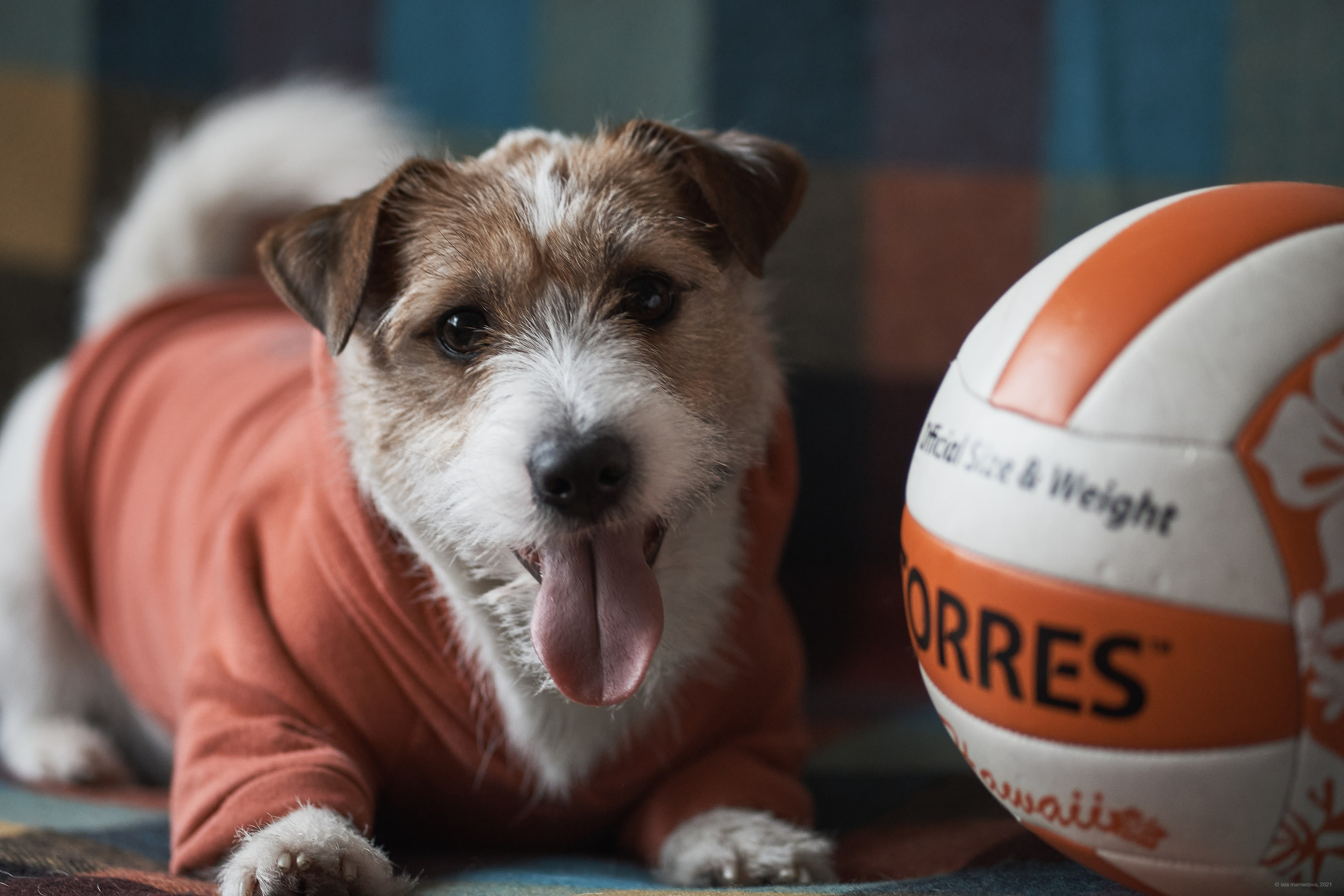 Jack Russell Terrier