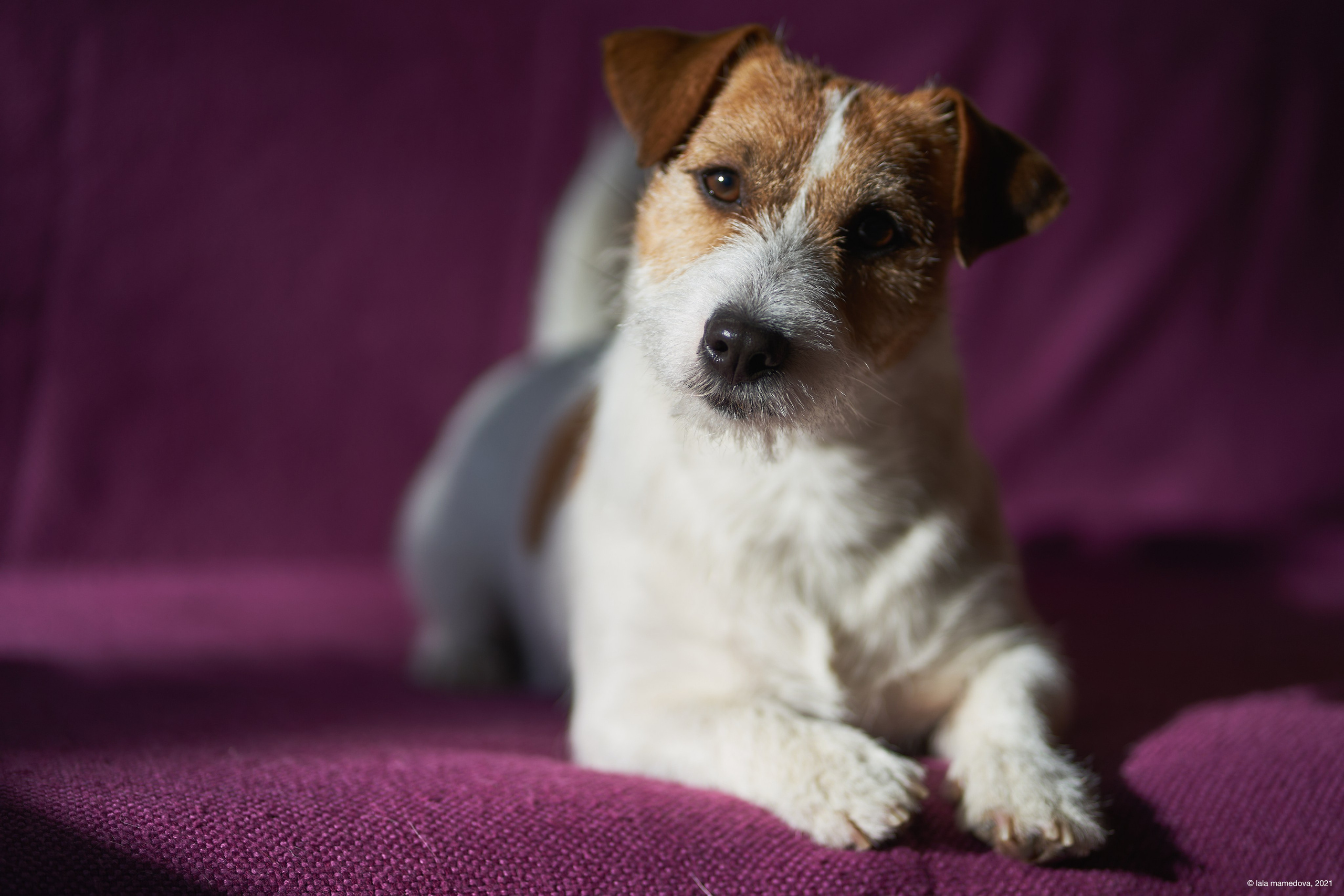 Jack Russell Terrier