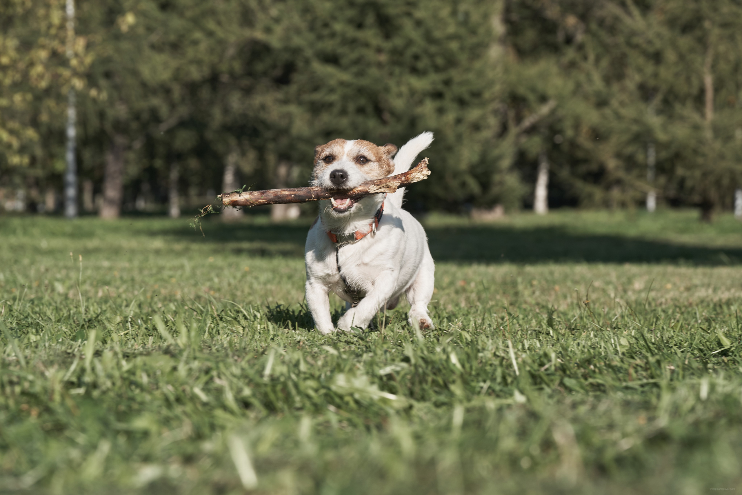Jack Russell Terrier