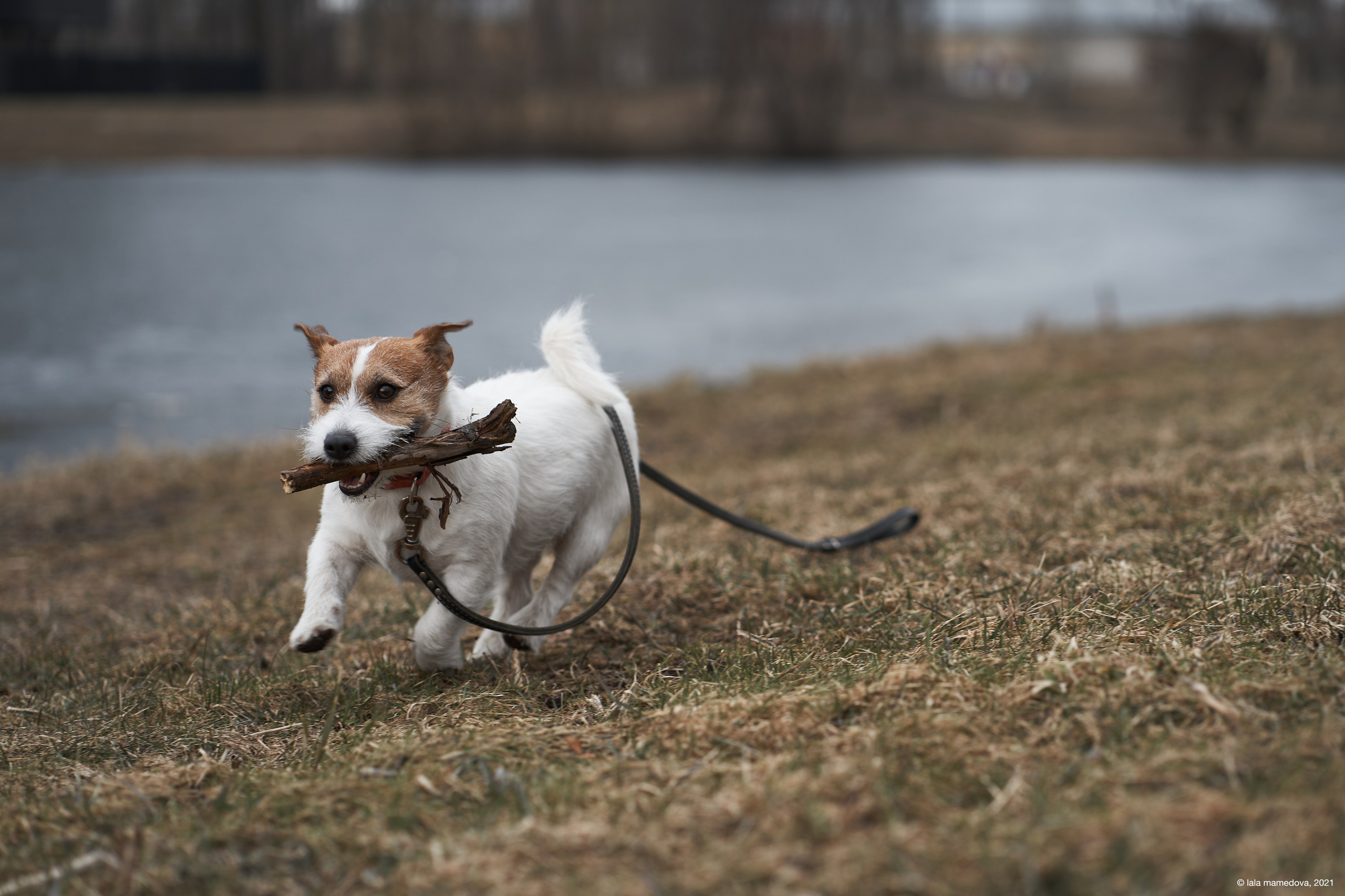 Jack Russell Terrier
