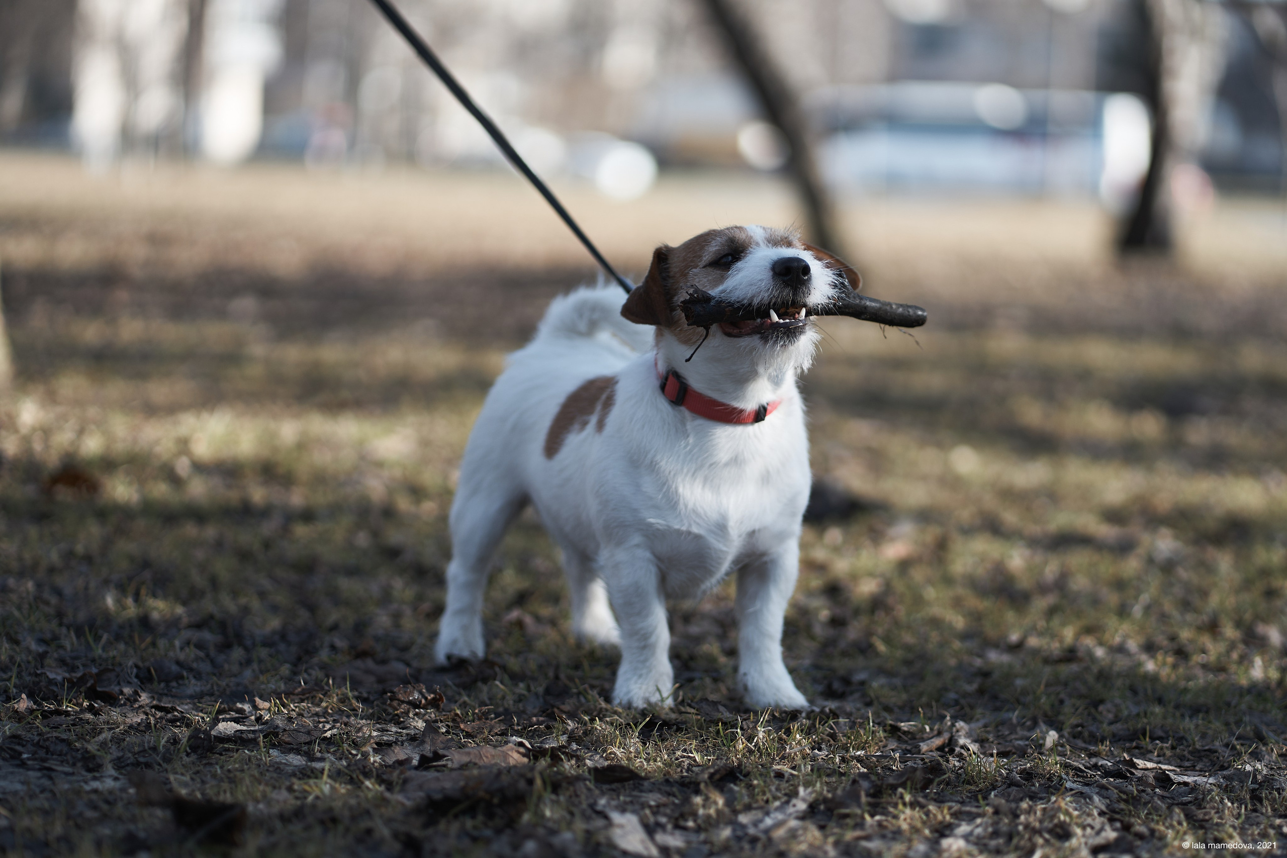 Jack Russell Terrier