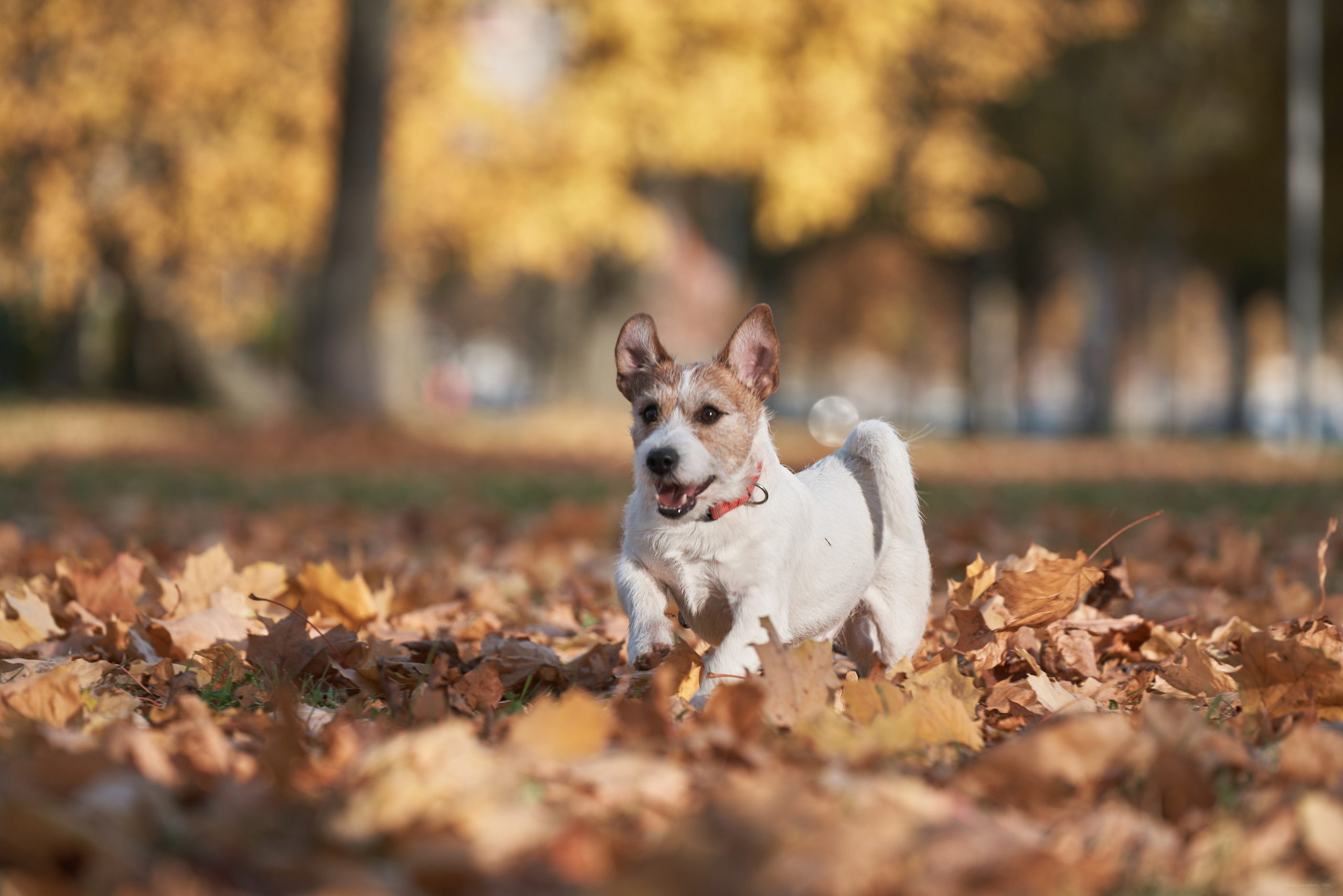 Jack Russell Terrier