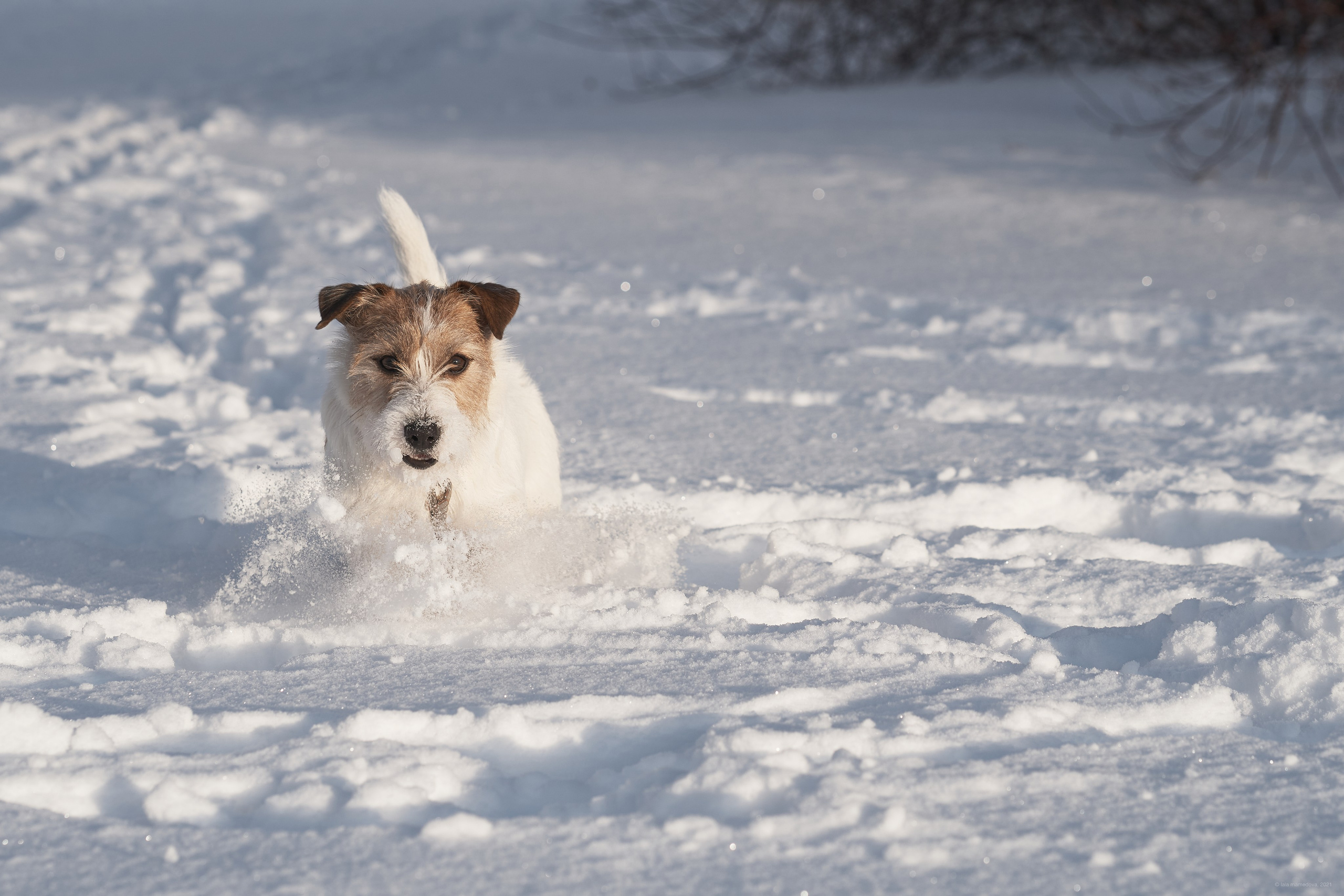 Jack Russell Terrier