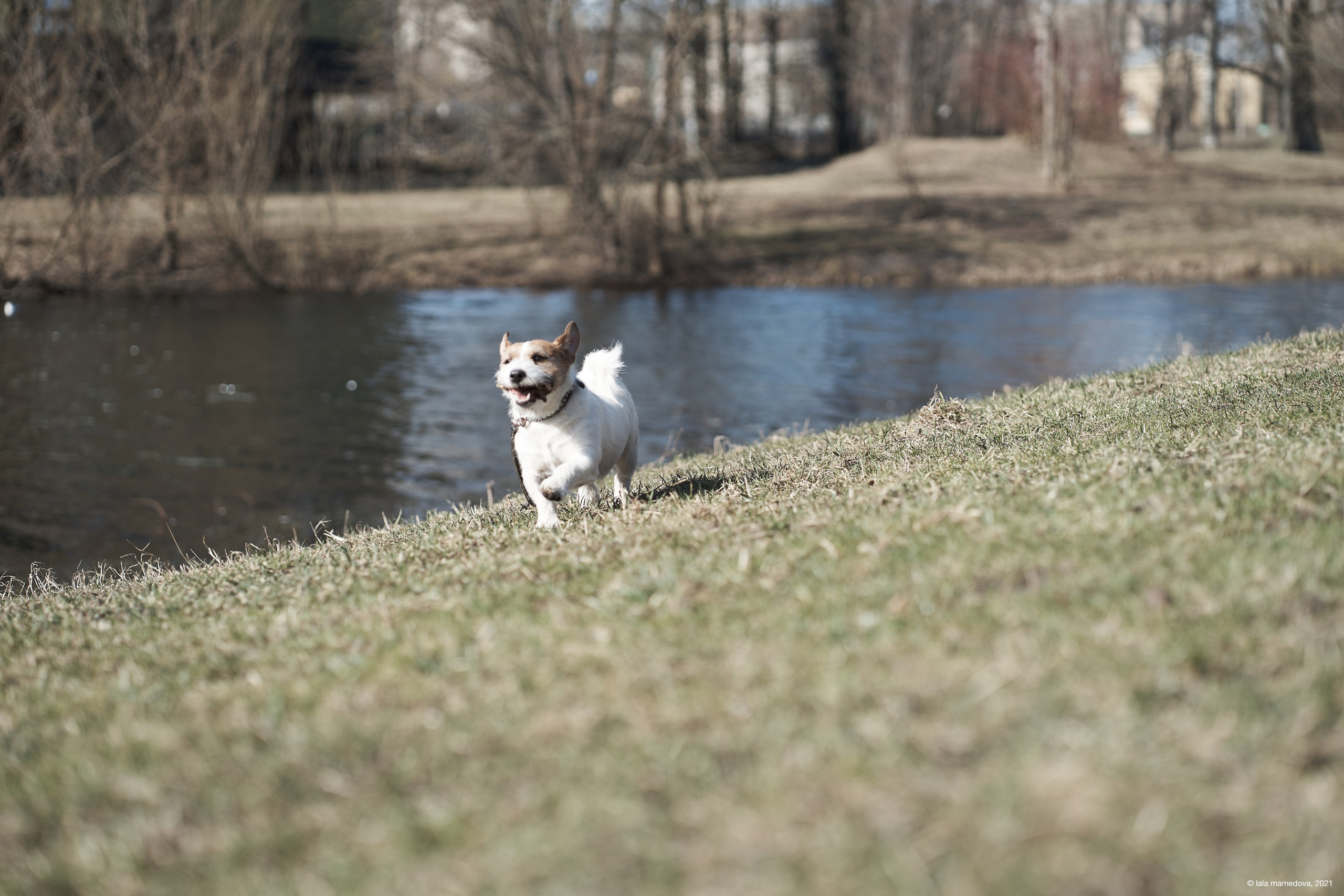 Jack Russell Terrier