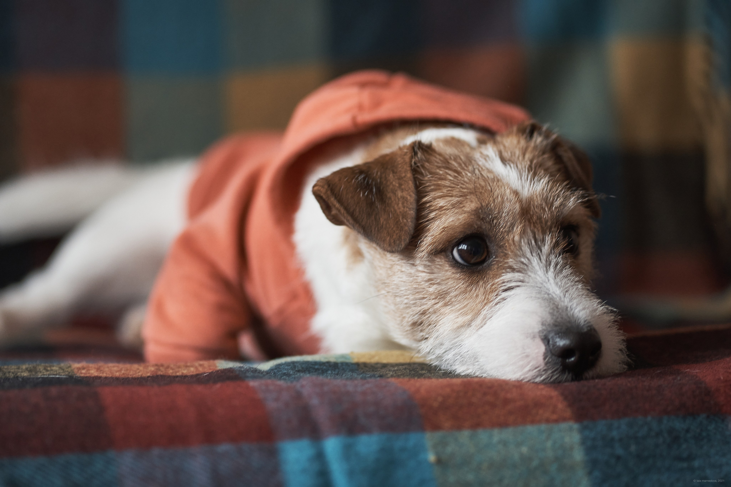 Jack Russell Terrier