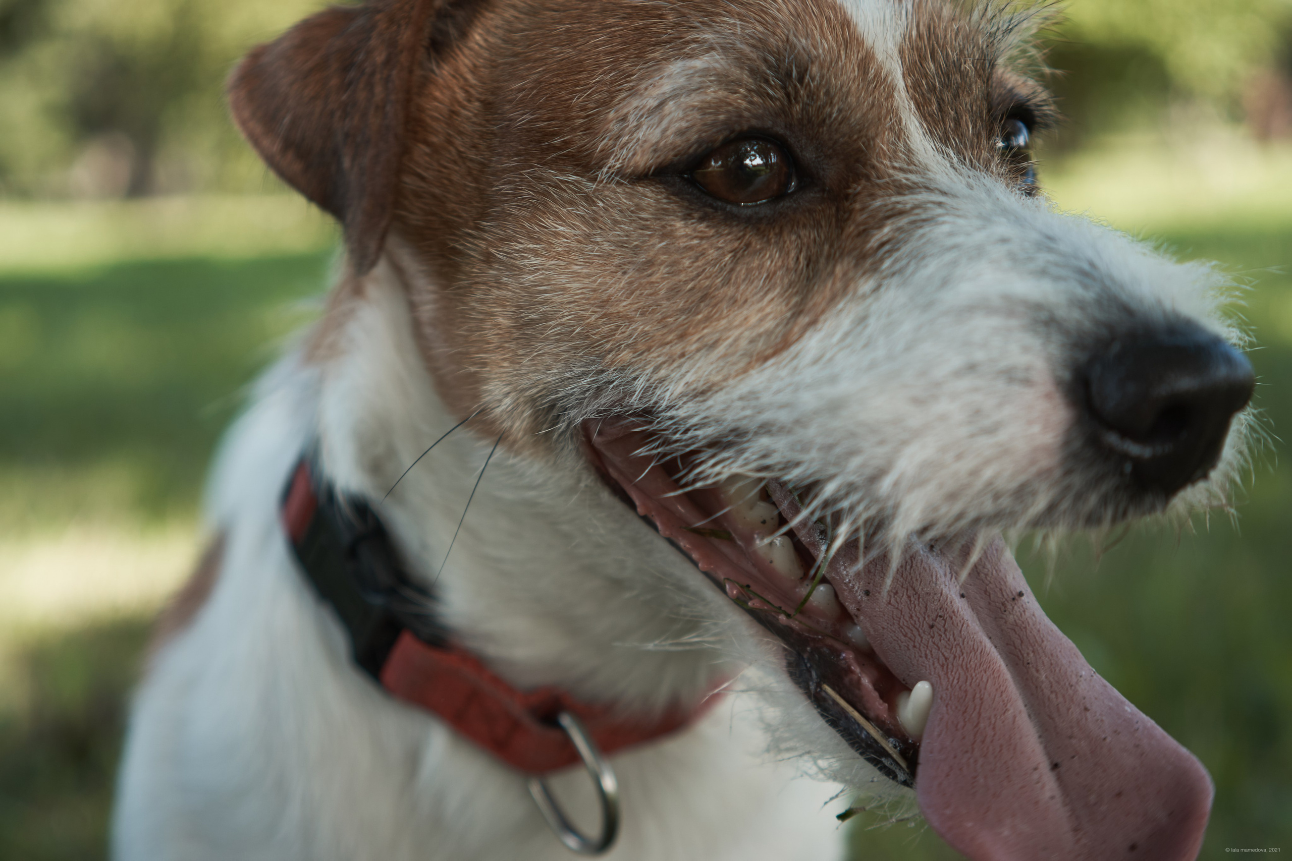 Jack Russell Terrier