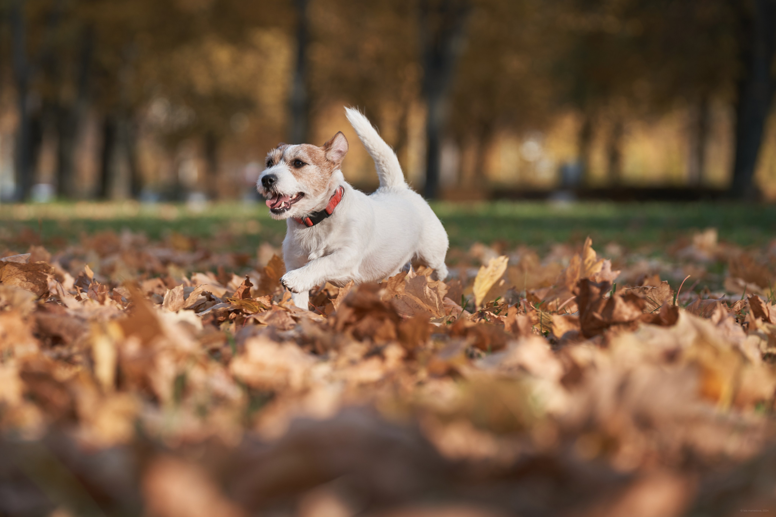 Jack Russell Terrier