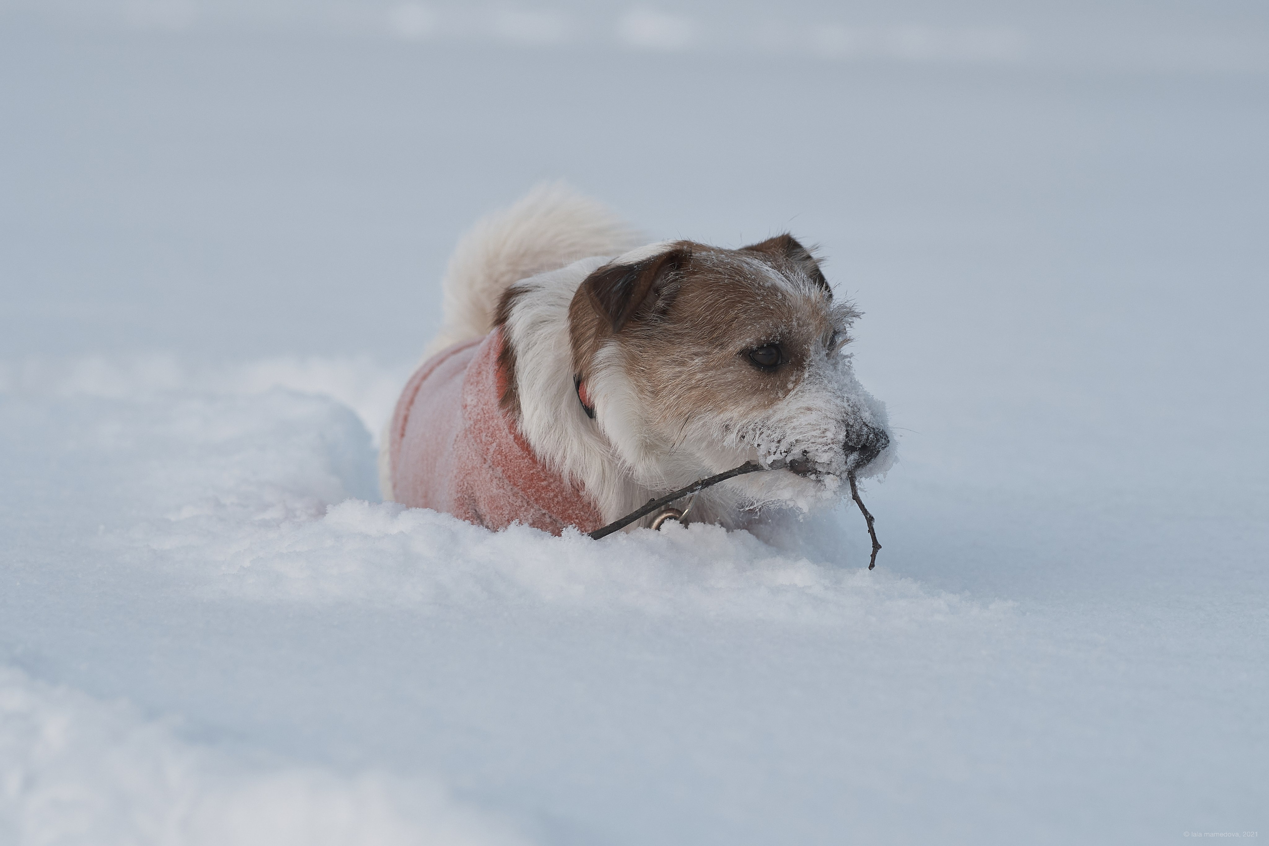 Jack Russell Terrier