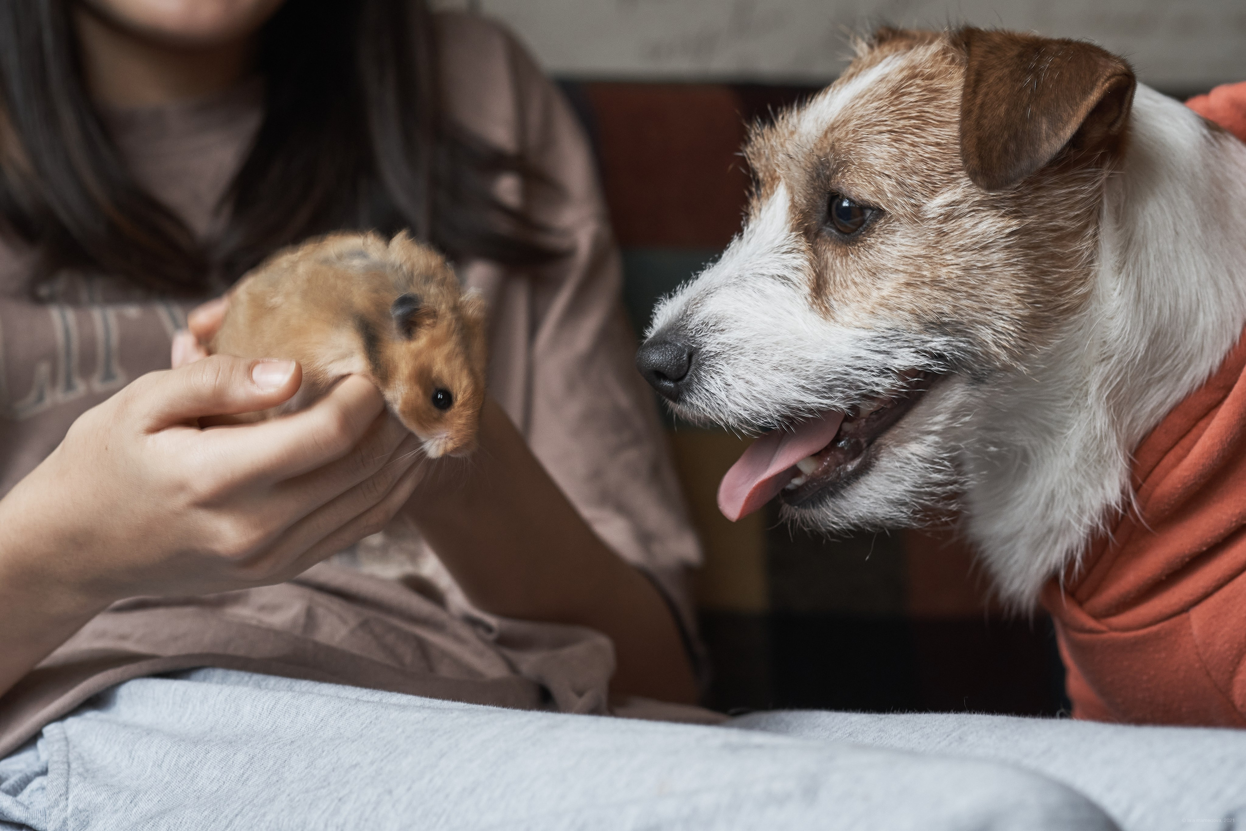 Jack Russell Terrier