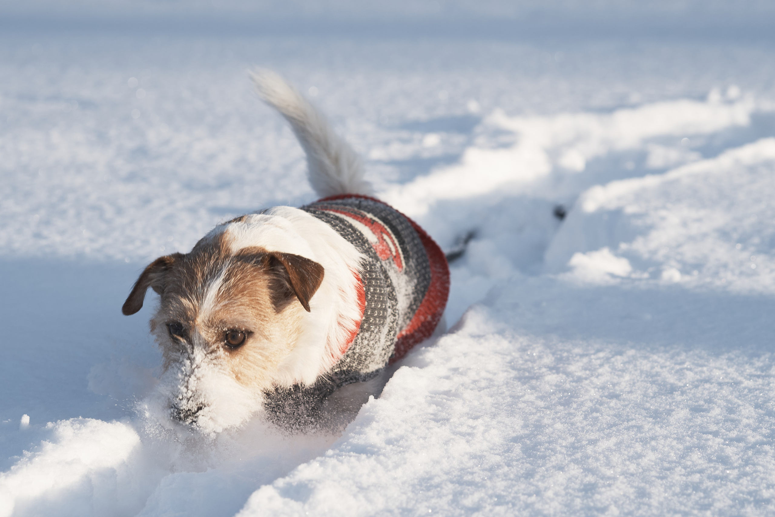 Jack Russell Terrier