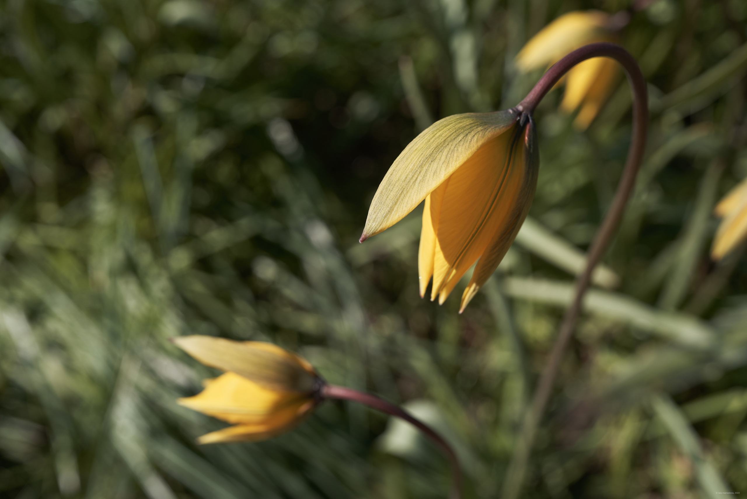 Природа