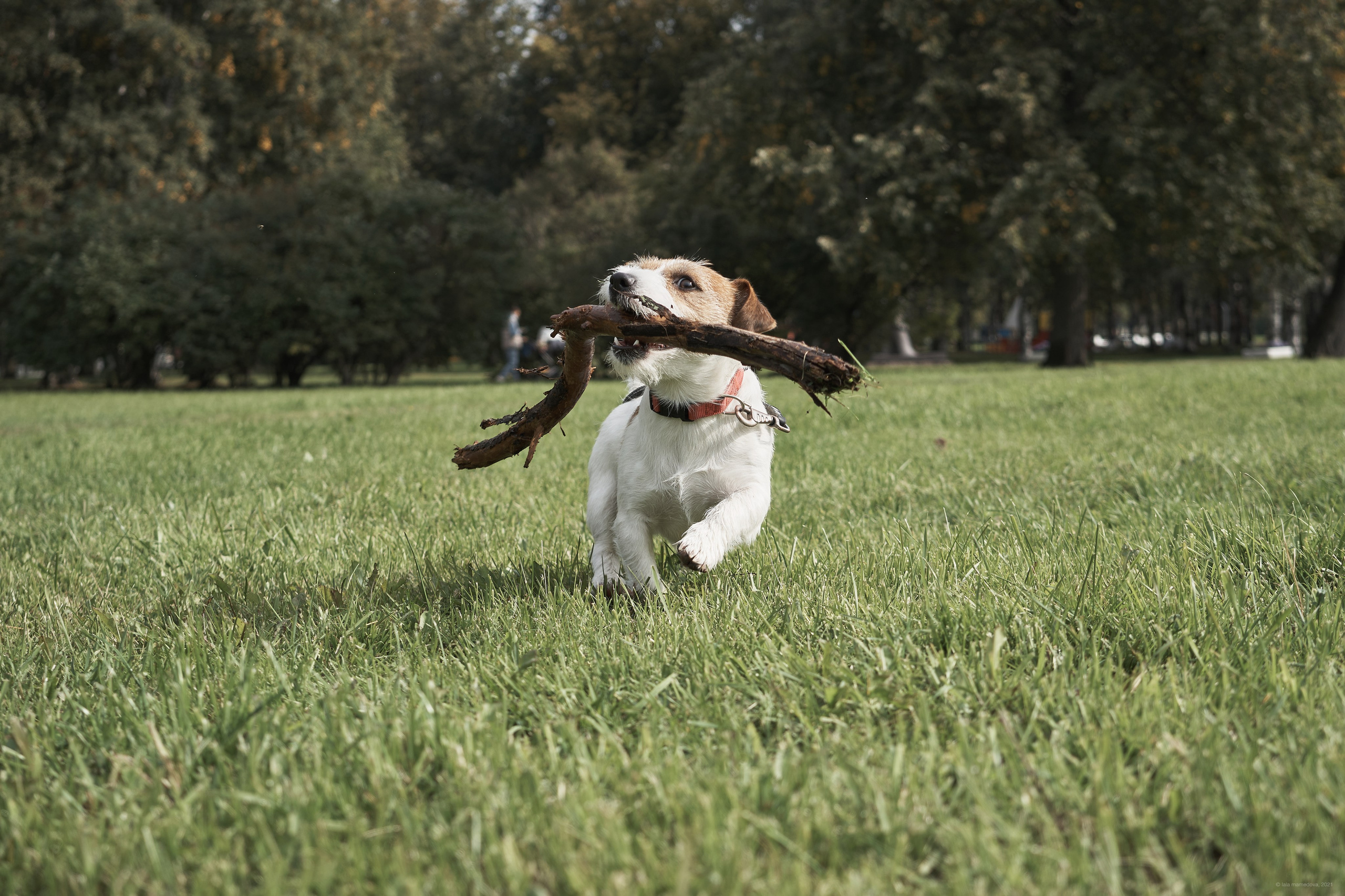 Jack Russell Terrier