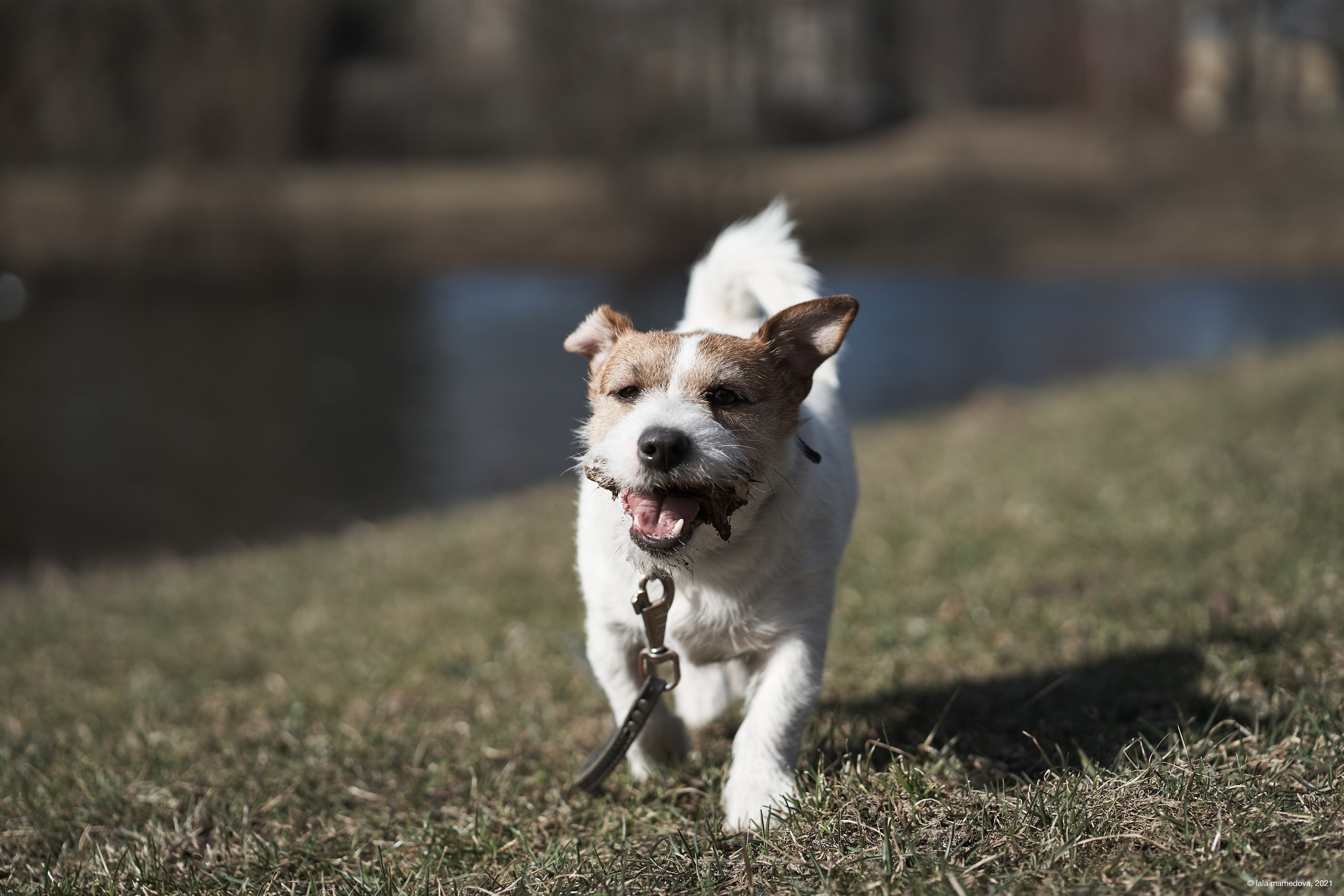 Jack Russell Terrier