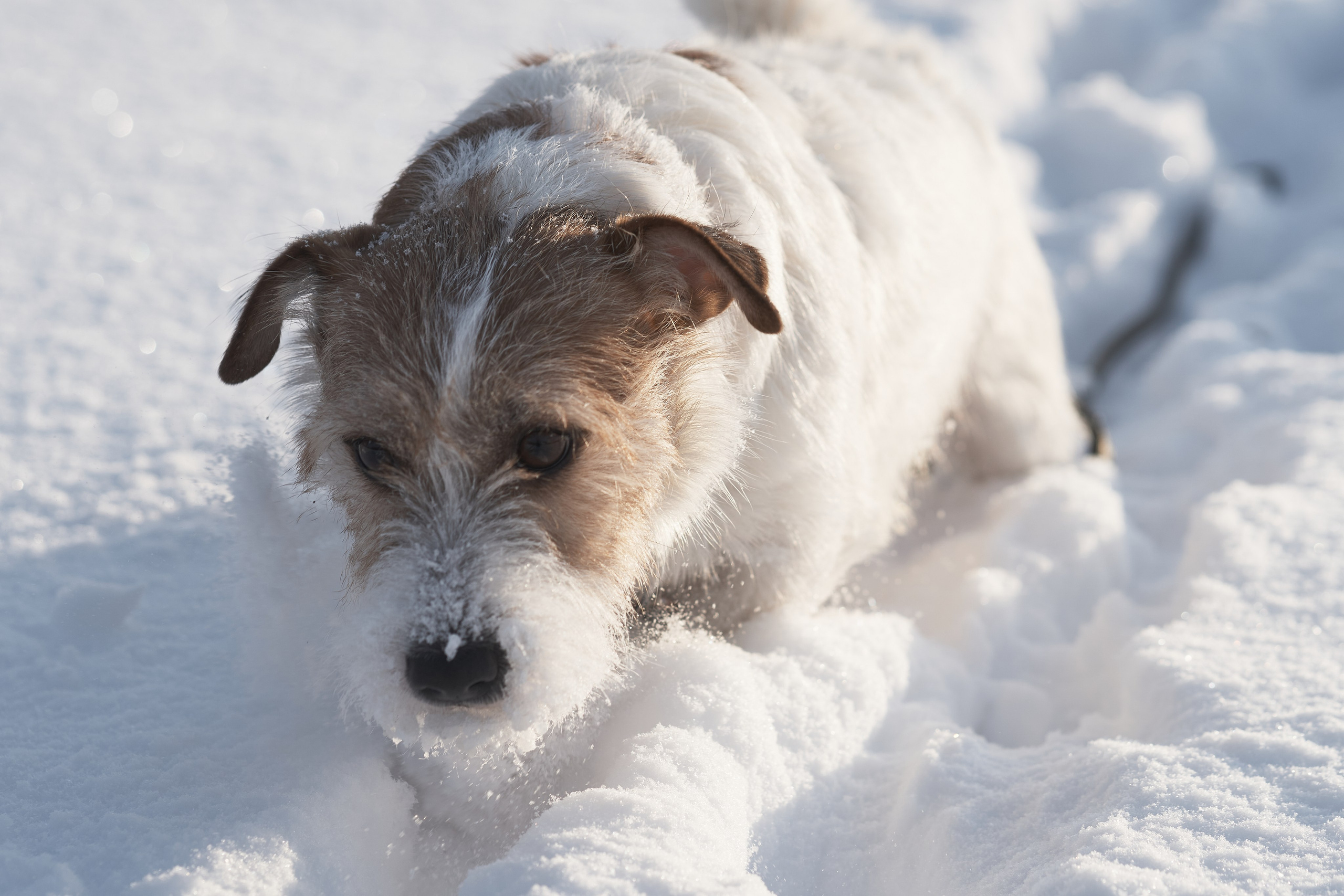 Jack Russell Terrier