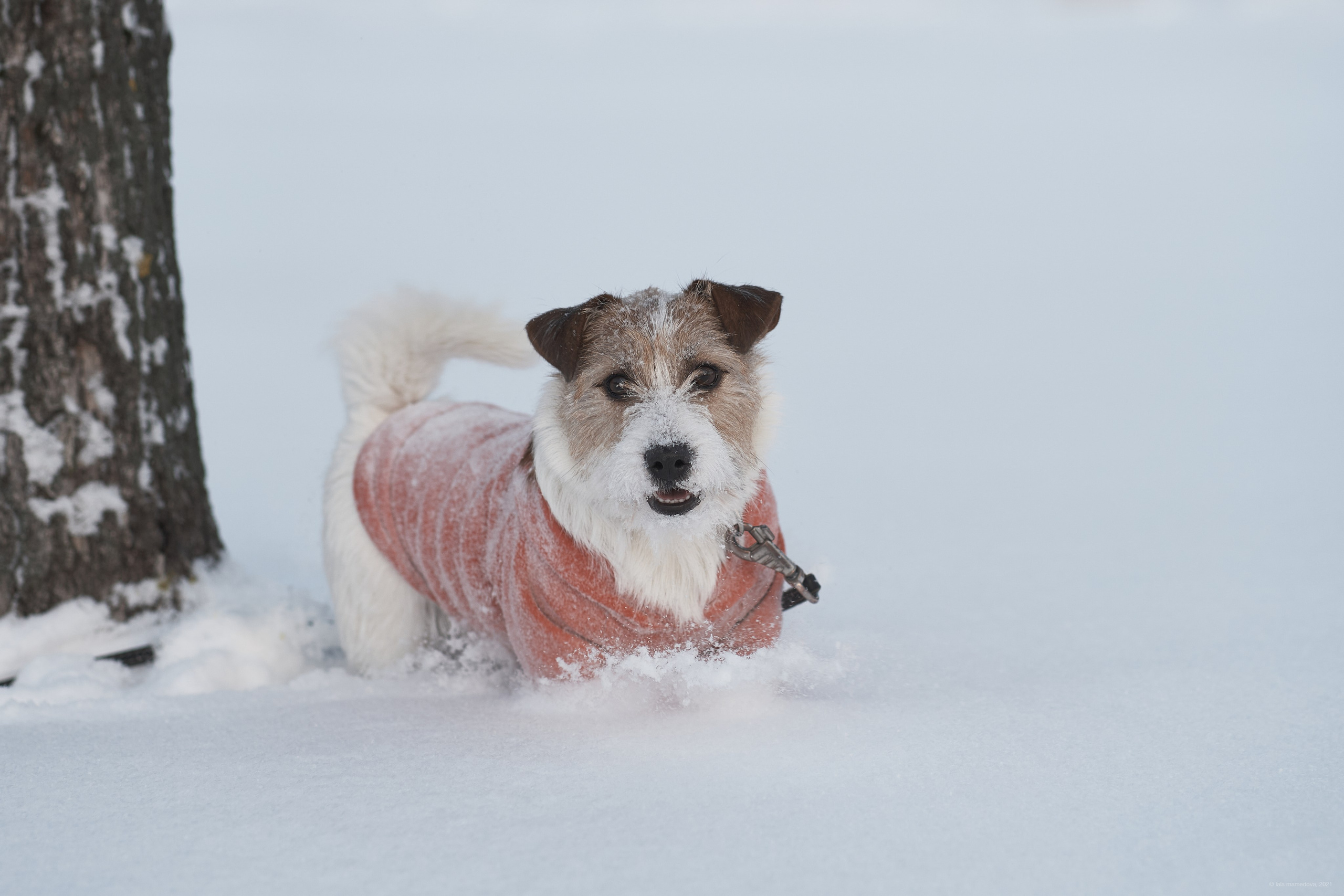 Jack Russell Terrier