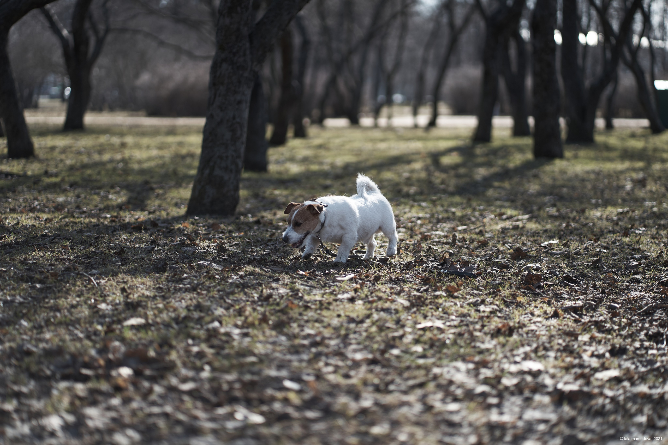 Jack Russell Terrier