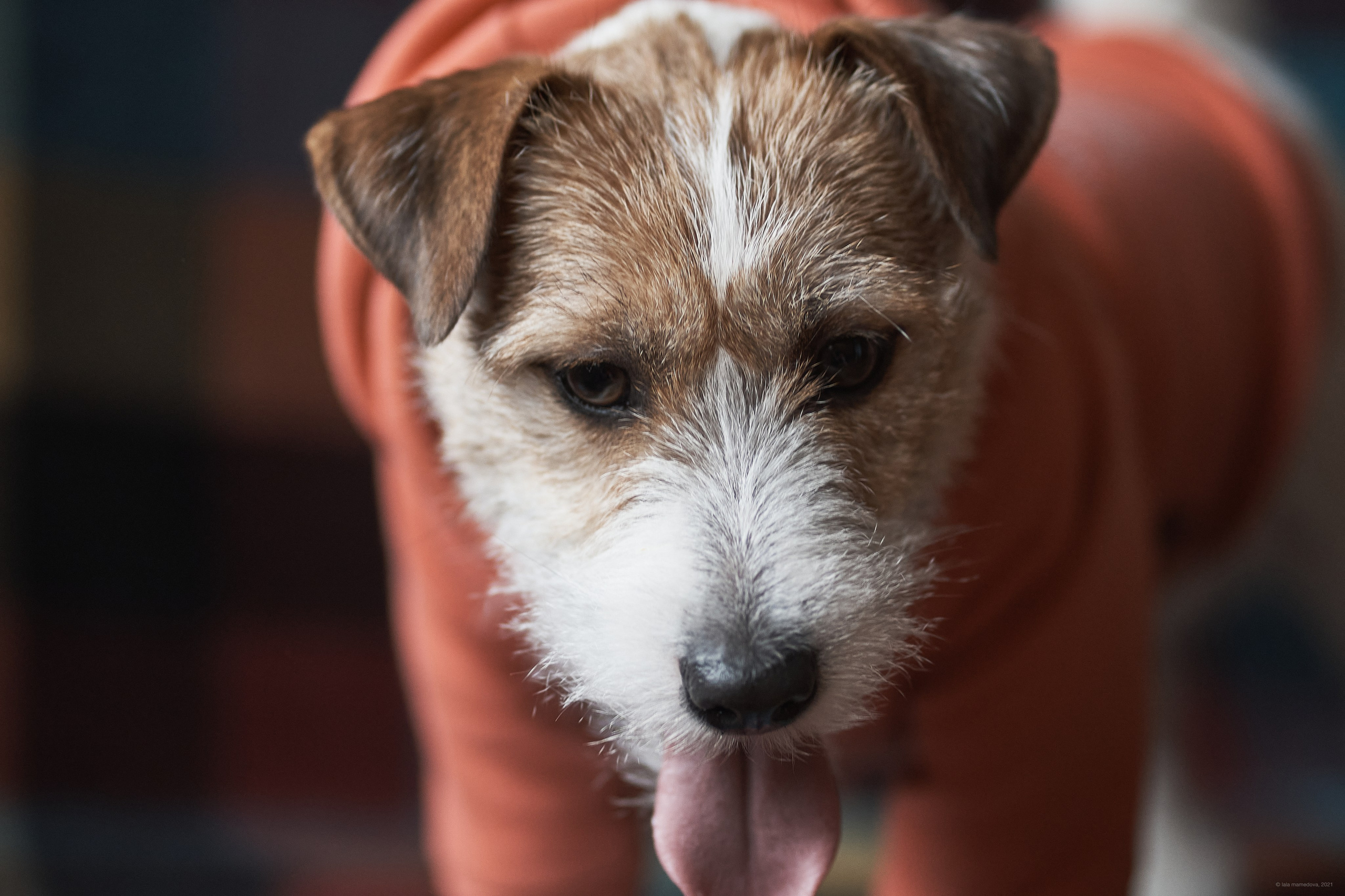 Jack Russell Terrier