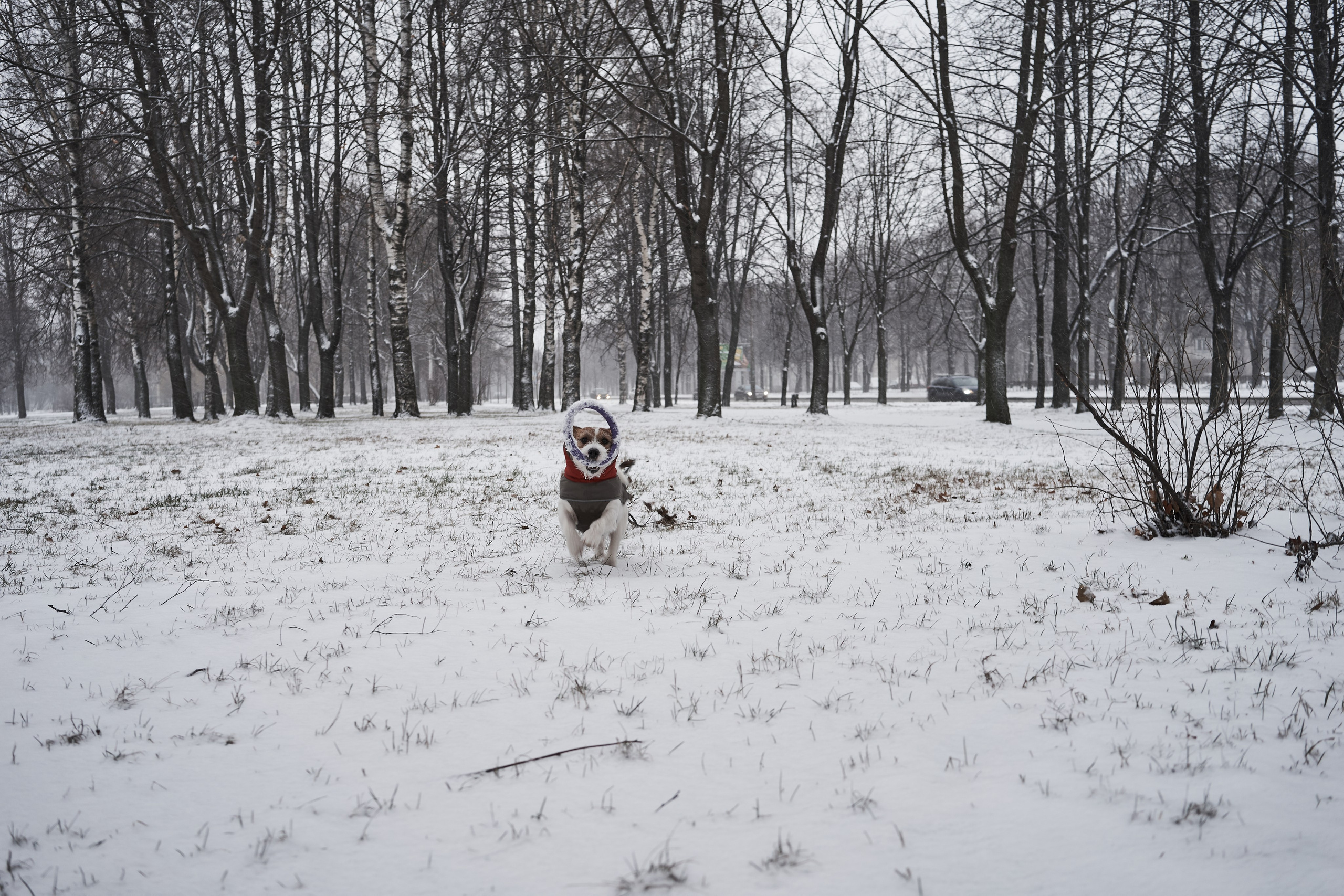 Jack Russell Terrier