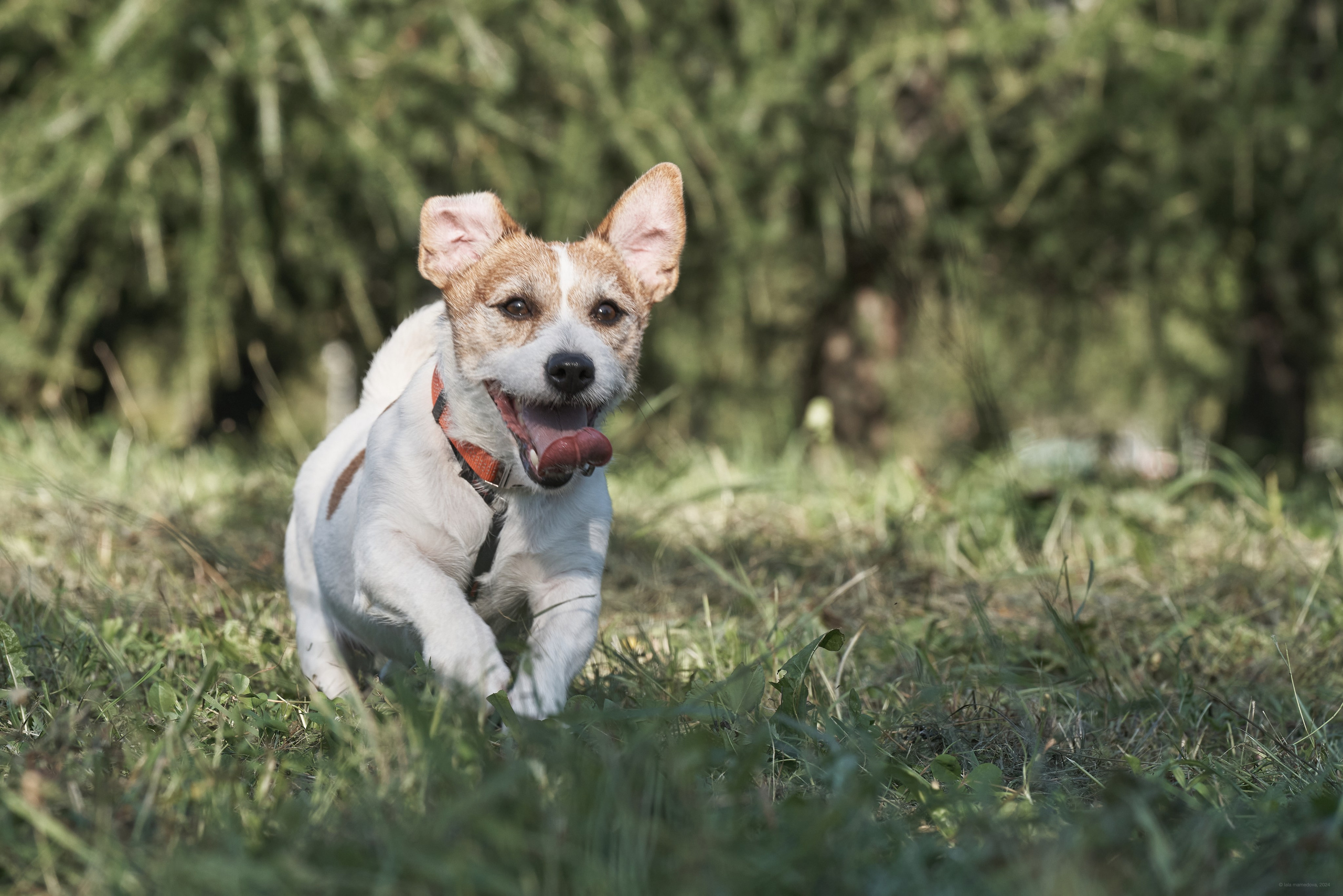 Jack Russell Terrier