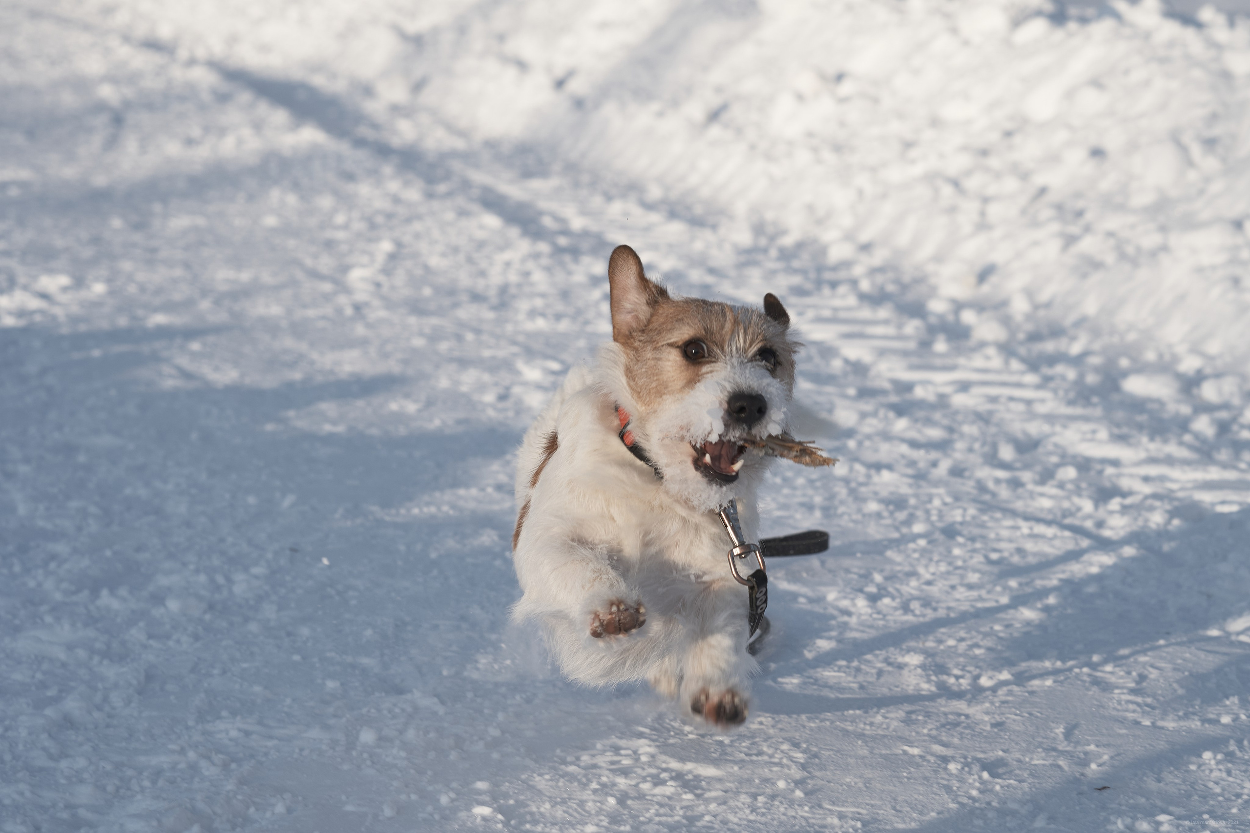 Jack Russell Terrier