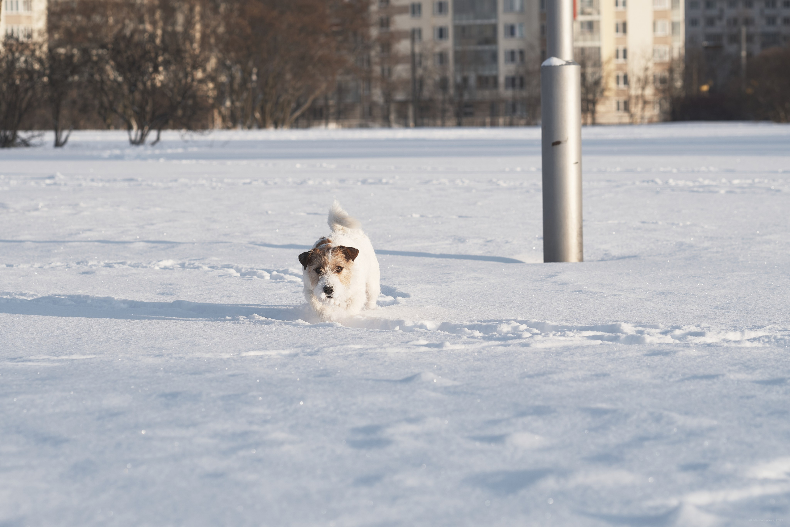 Jack Russell Terrier