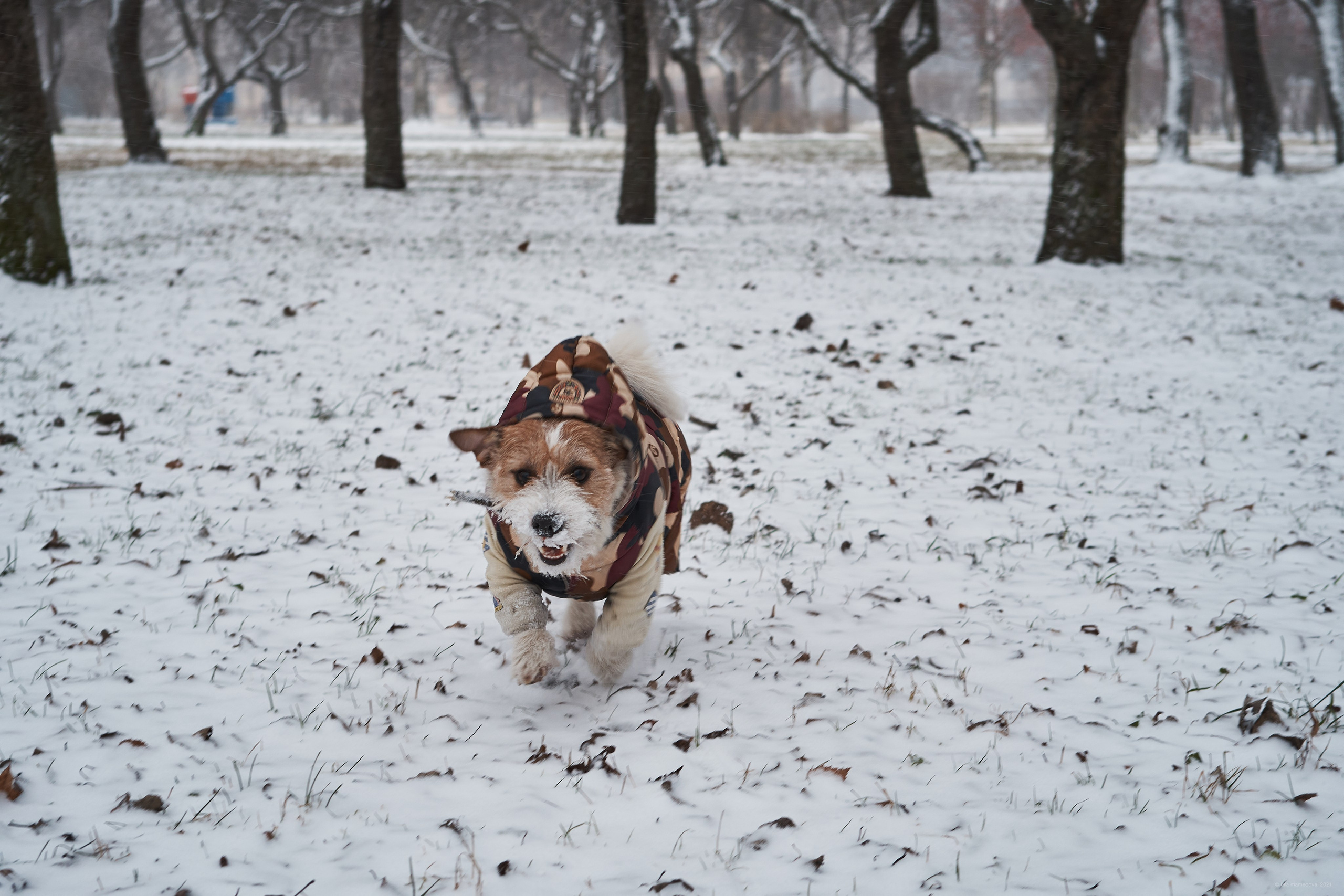 Jack Russell Terrier