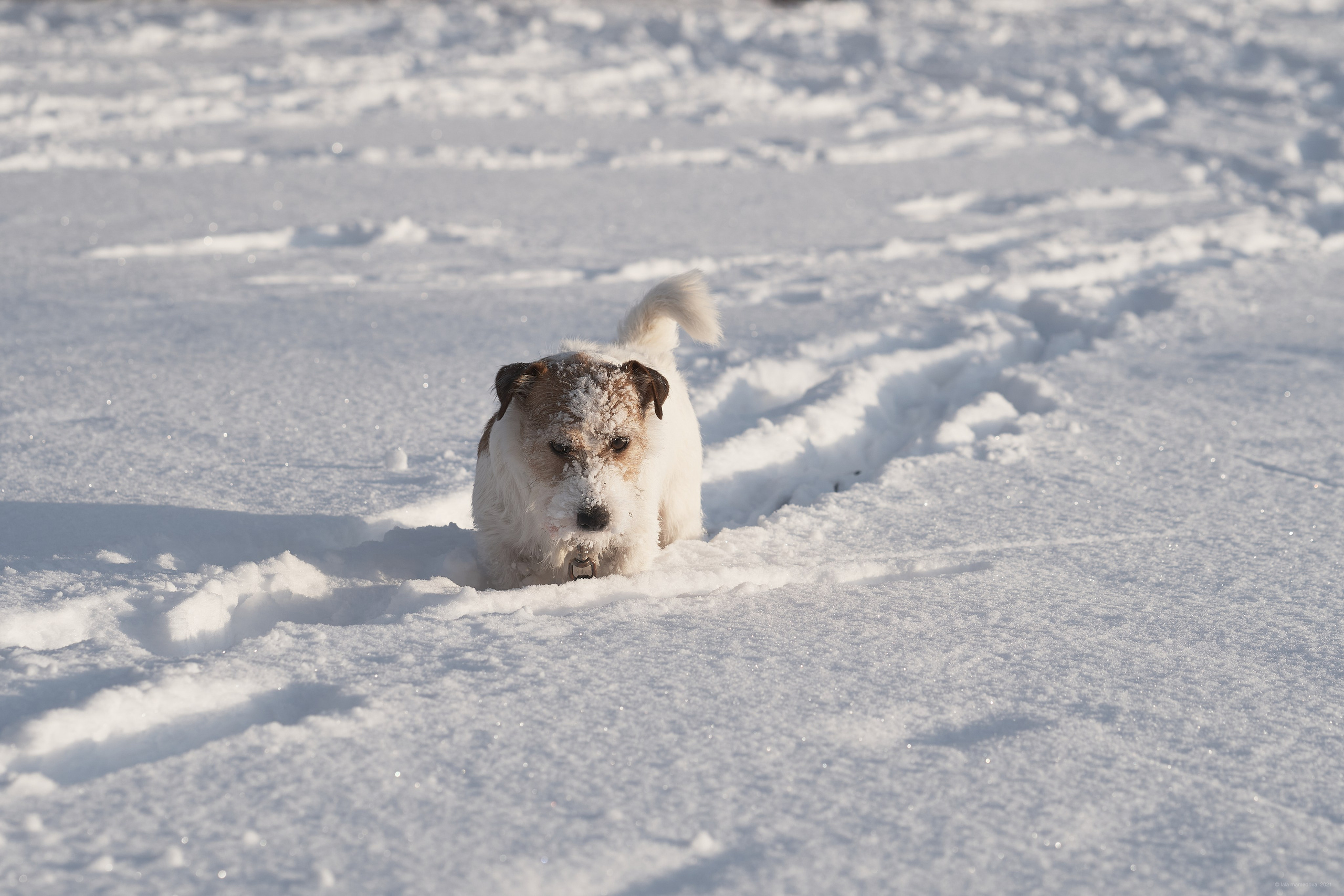Jack Russell Terrier
